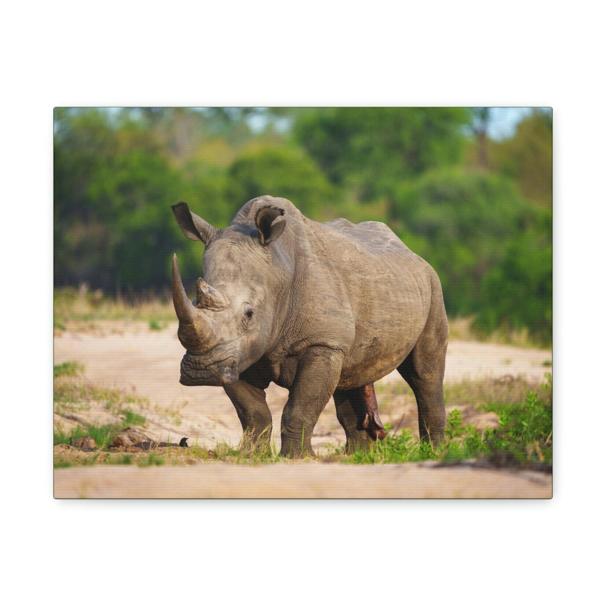 Scripture Walls Majestic White Rhino Art Majestic White Rhino Print Animal Wall Art Wildlife Canvas Prints Wall Art Ready to Hang Unframed-Express Your Love Gifts