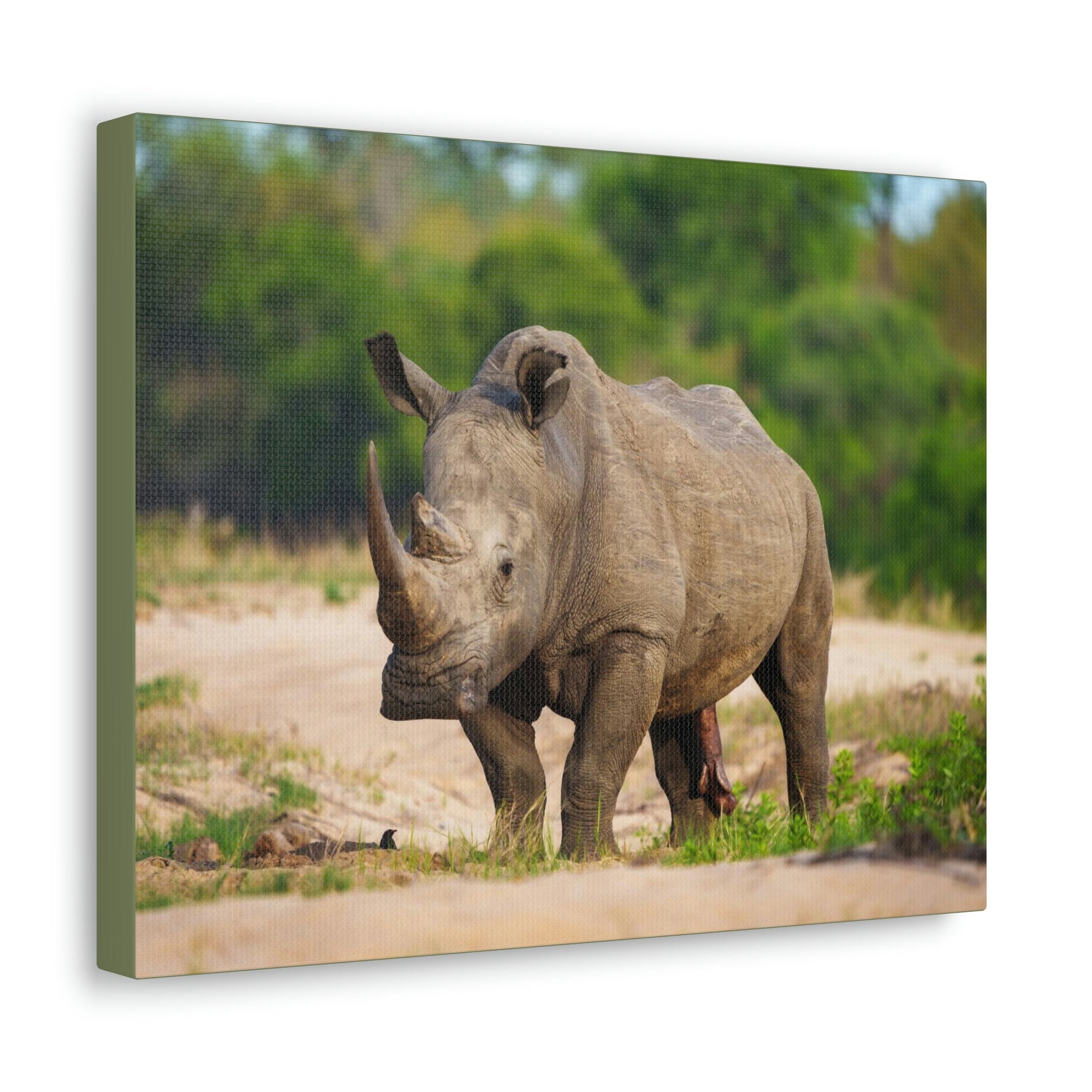 Scripture Walls Majestic White Rhino Art Majestic White Rhino Print Animal Wall Art Wildlife Canvas Prints Wall Art Ready to Hang Unframed-Express Your Love Gifts