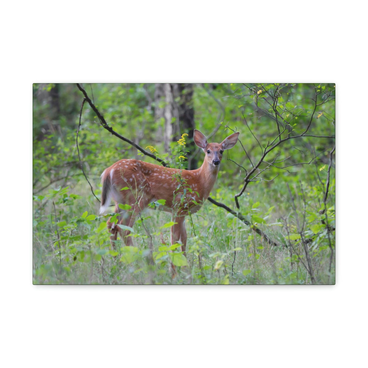 Scripture Walls Majestic White Tailed Deer Art Majestic White Tailed Deer Print Animal Wall Art Wildlife Canvas Prints Wall Art Ready to Hang Unframed-Express Your Love Gifts