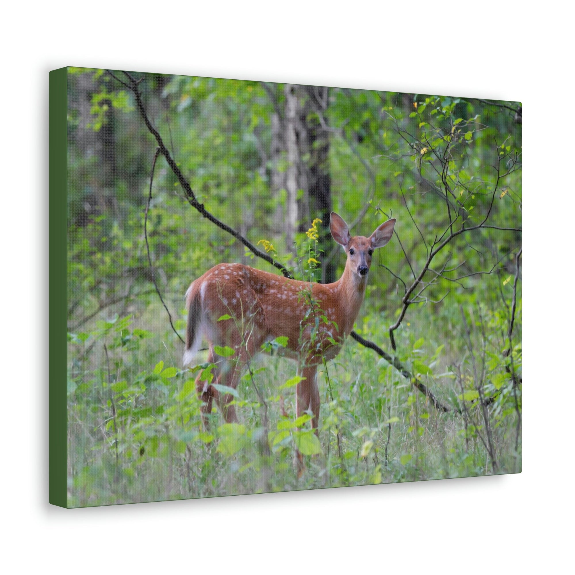 Scripture Walls Majestic White Tailed Deer Art Majestic White Tailed Deer Print Animal Wall Art Wildlife Canvas Prints Wall Art Ready to Hang Unframed-Express Your Love Gifts