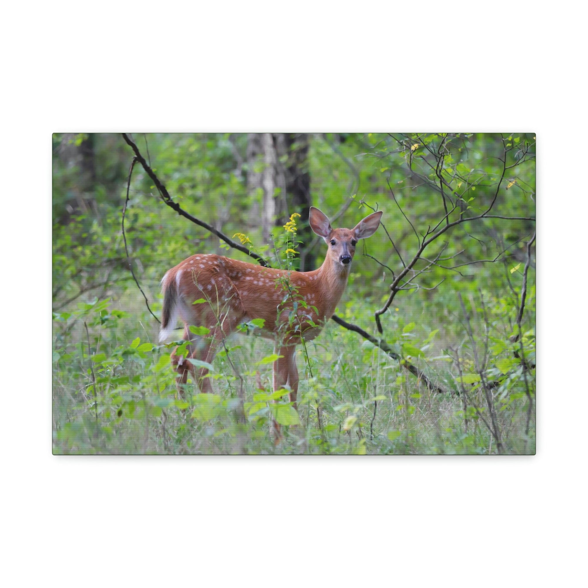 Scripture Walls Majestic White Tailed Deer Art Majestic White Tailed Deer Print Animal Wall Art Wildlife Canvas Prints Wall Art Ready to Hang Unframed-Express Your Love Gifts