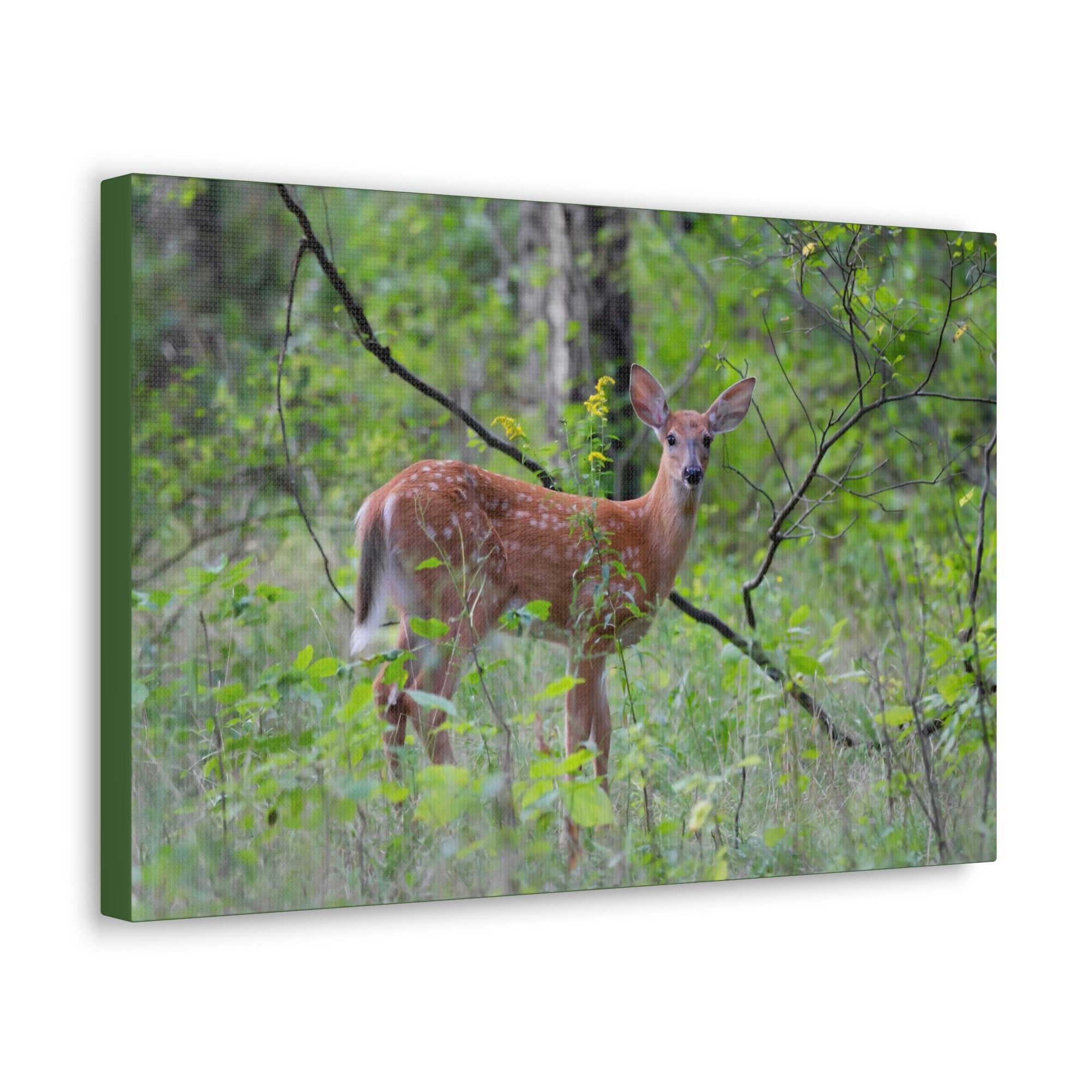 Scripture Walls Majestic White Tailed Deer Art Majestic White Tailed Deer Print Animal Wall Art Wildlife Canvas Prints Wall Art Ready to Hang Unframed-Express Your Love Gifts