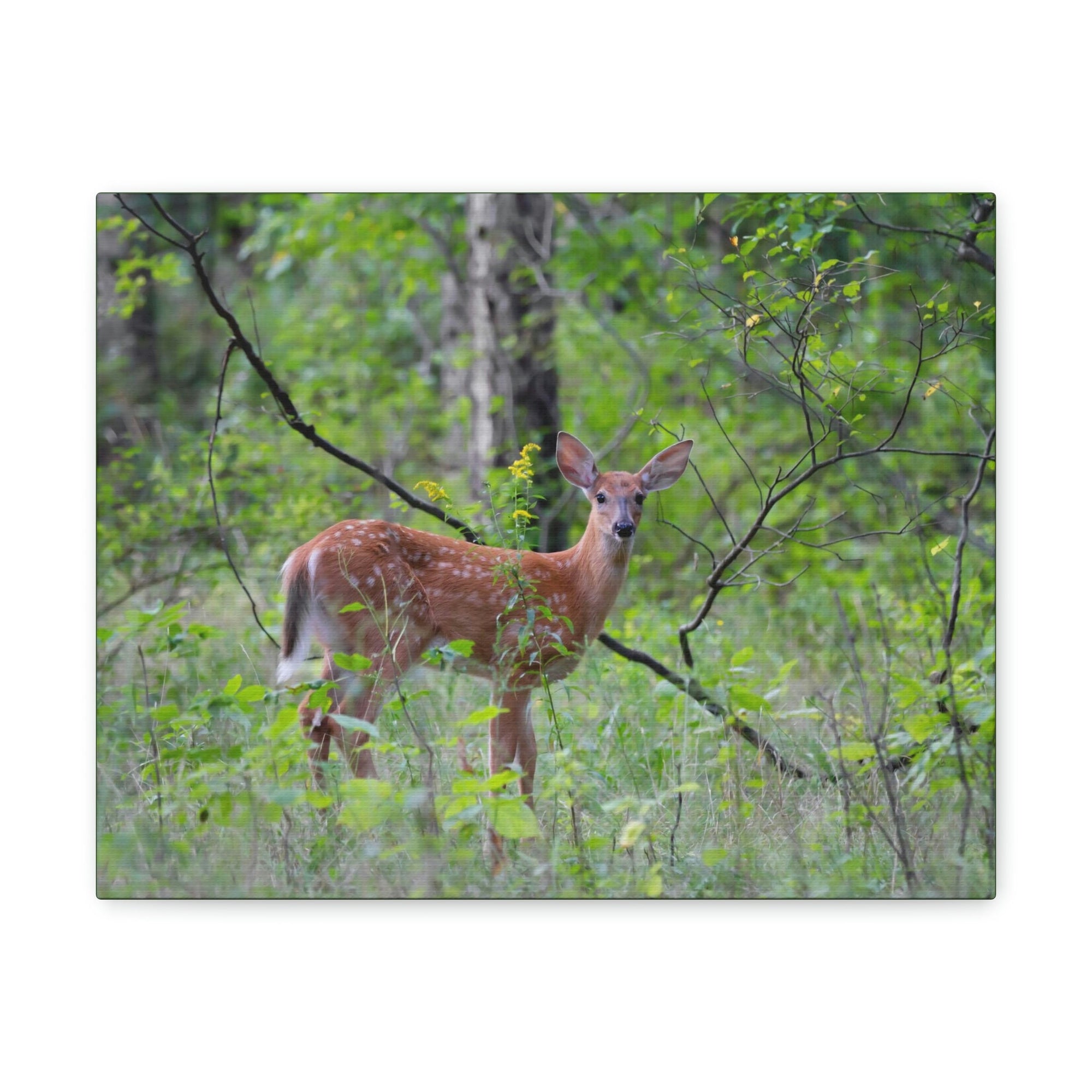 Scripture Walls Majestic White Tailed Deer Art Majestic White Tailed Deer Print Animal Wall Art Wildlife Canvas Prints Wall Art Ready to Hang Unframed-Express Your Love Gifts