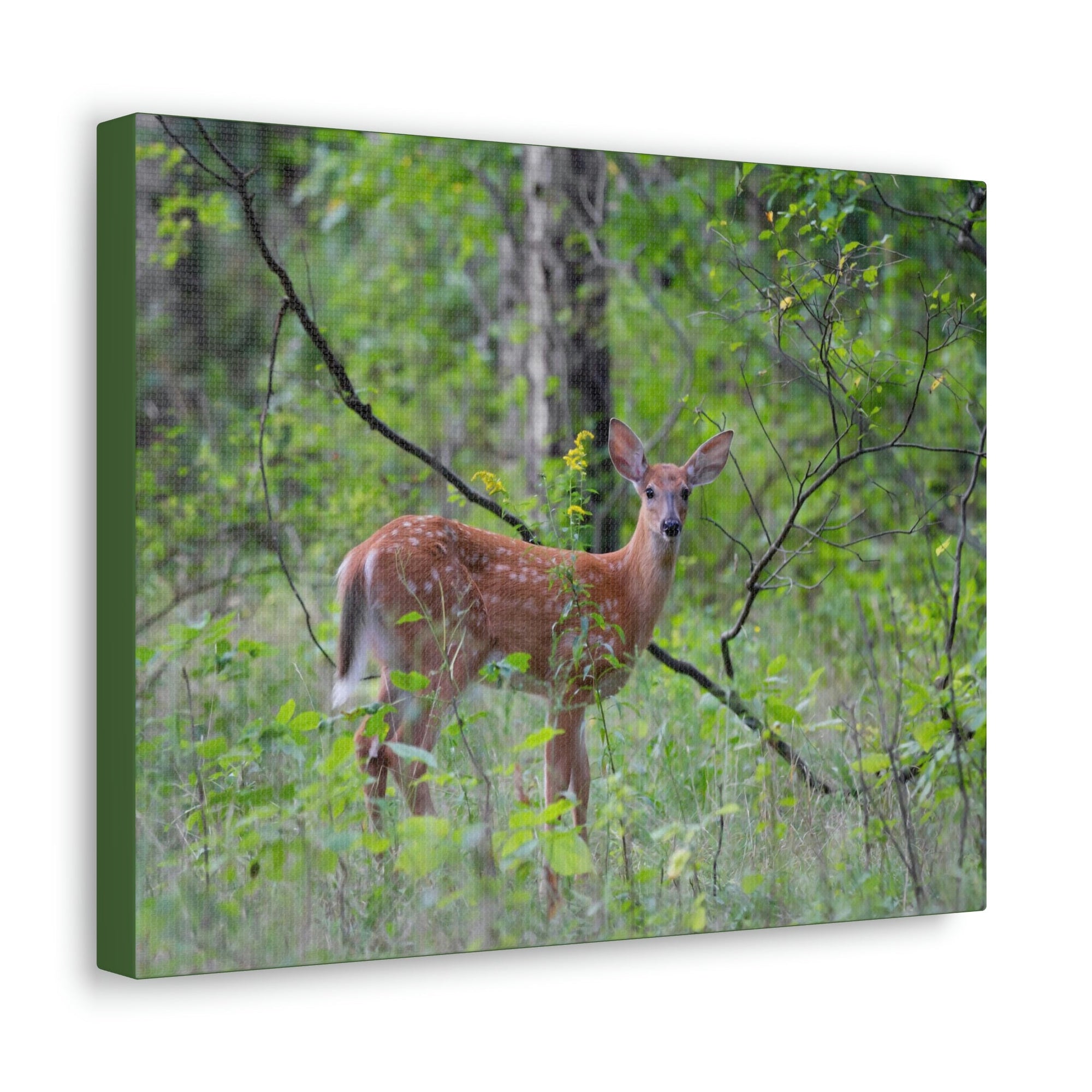 Scripture Walls Majestic White Tailed Deer Art Majestic White Tailed Deer Print Animal Wall Art Wildlife Canvas Prints Wall Art Ready to Hang Unframed-Express Your Love Gifts