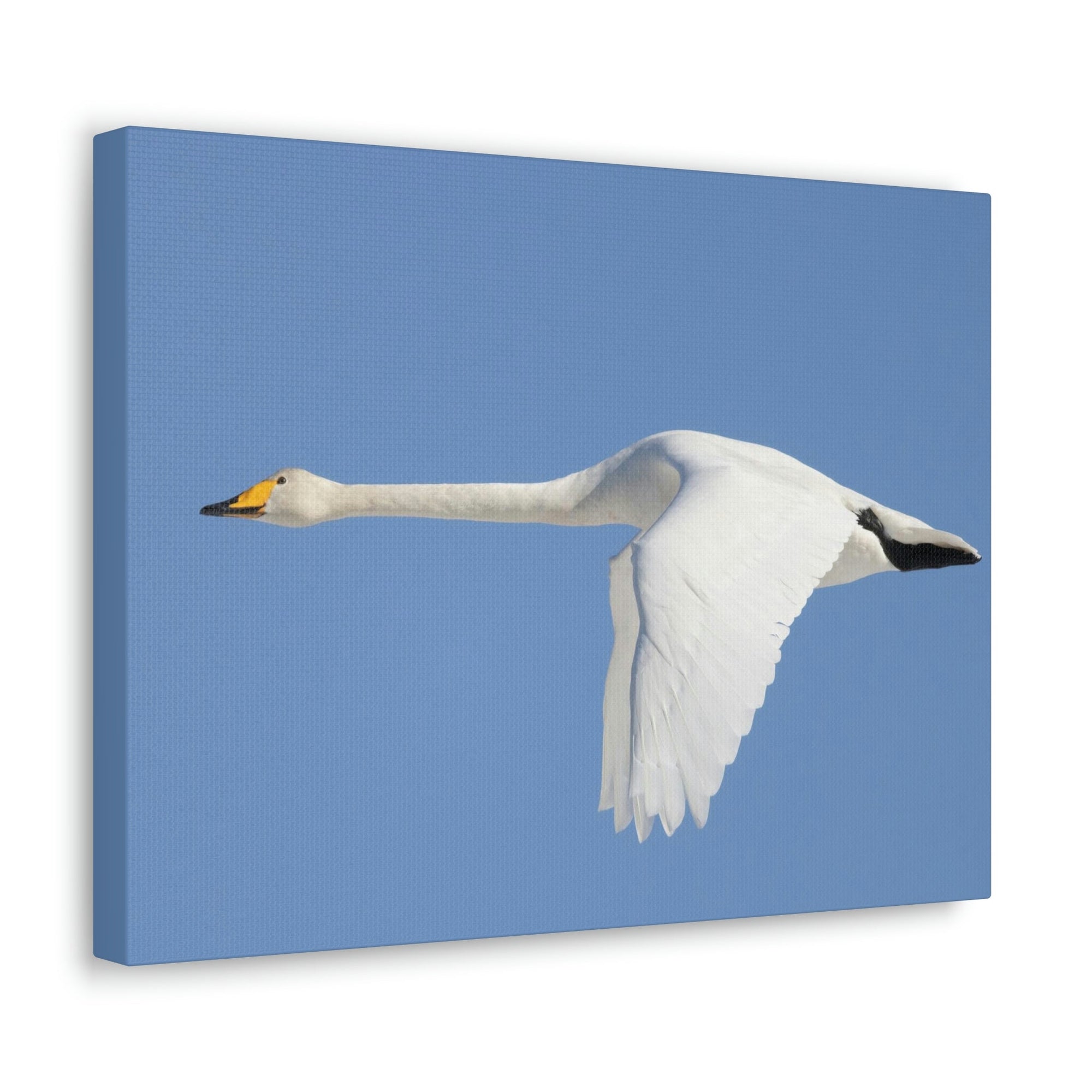 Scripture Walls Majestic Whooper Art Majestic Whooper Print Animal Wall Art Wildlife Canvas Prints Wall Art Ready to Hang Unframed-Express Your Love Gifts