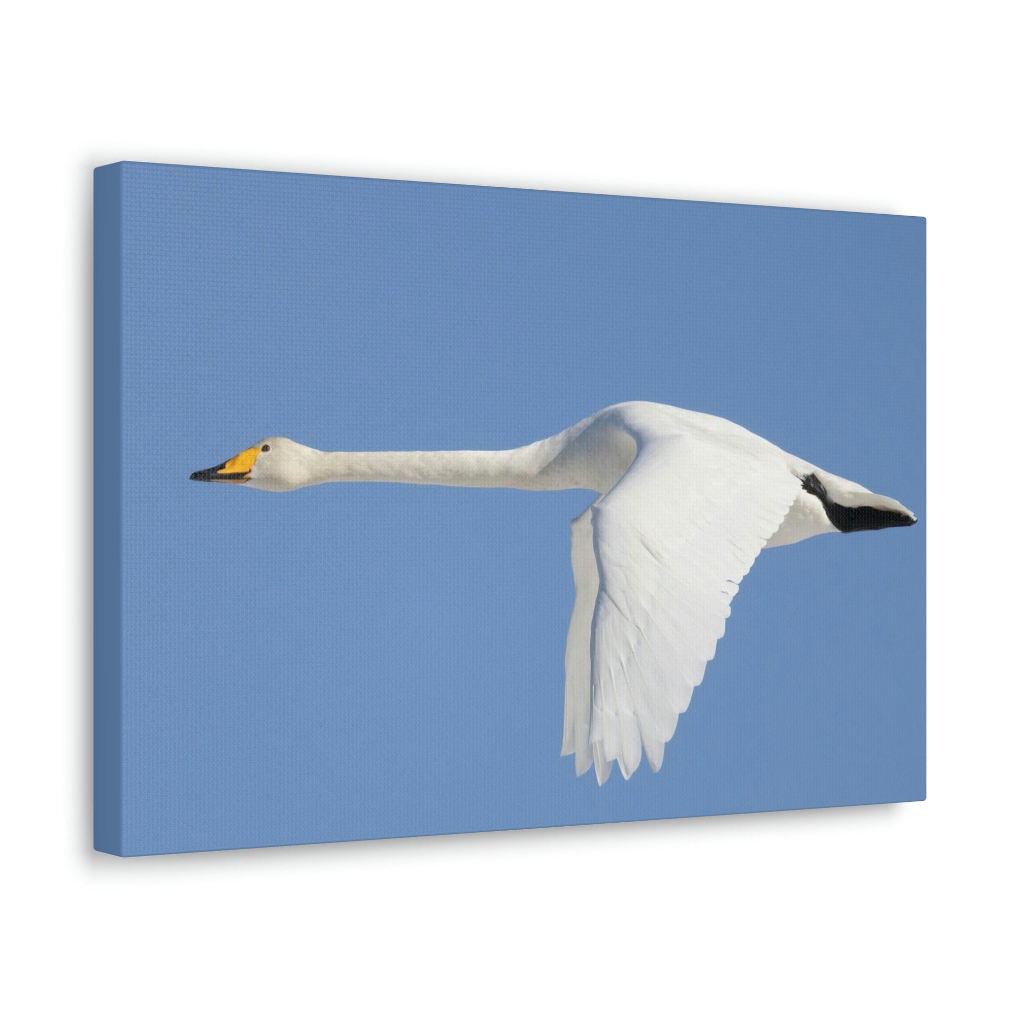 Scripture Walls Majestic Whooper Art Majestic Whooper Print Animal Wall Art Wildlife Canvas Prints Wall Art Ready to Hang Unframed-Express Your Love Gifts