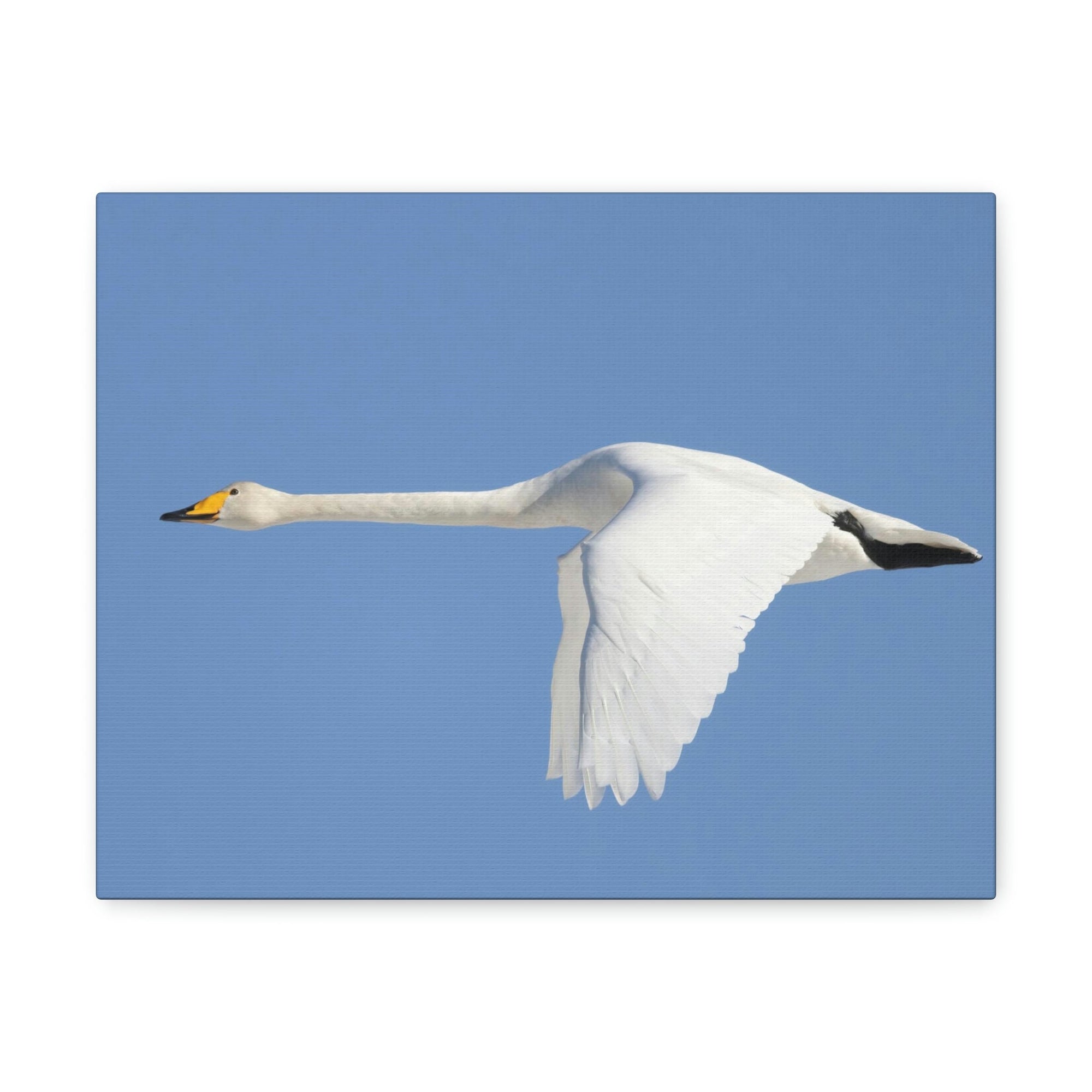 Scripture Walls Majestic Whooper Art Majestic Whooper Print Animal Wall Art Wildlife Canvas Prints Wall Art Ready to Hang Unframed-Express Your Love Gifts