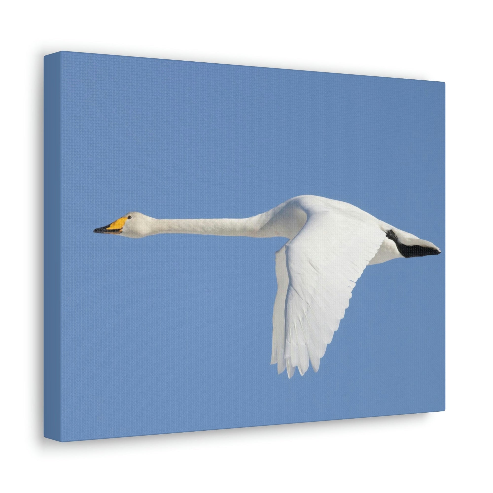 Scripture Walls Majestic Whooper Art Majestic Whooper Print Animal Wall Art Wildlife Canvas Prints Wall Art Ready to Hang Unframed-Express Your Love Gifts