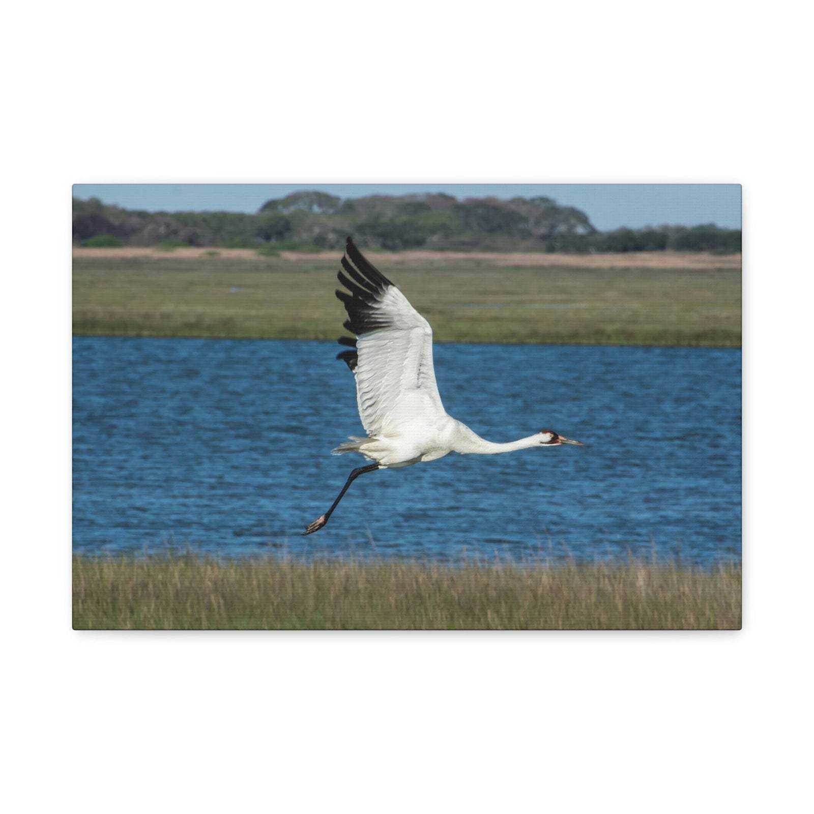 Scripture Walls Majestic Whooping Crane Art Majestic Whooping Crane Print Animal Wall Art Wildlife Canvas Prints Wall Art Ready to Hang Unframed-Express Your Love Gifts