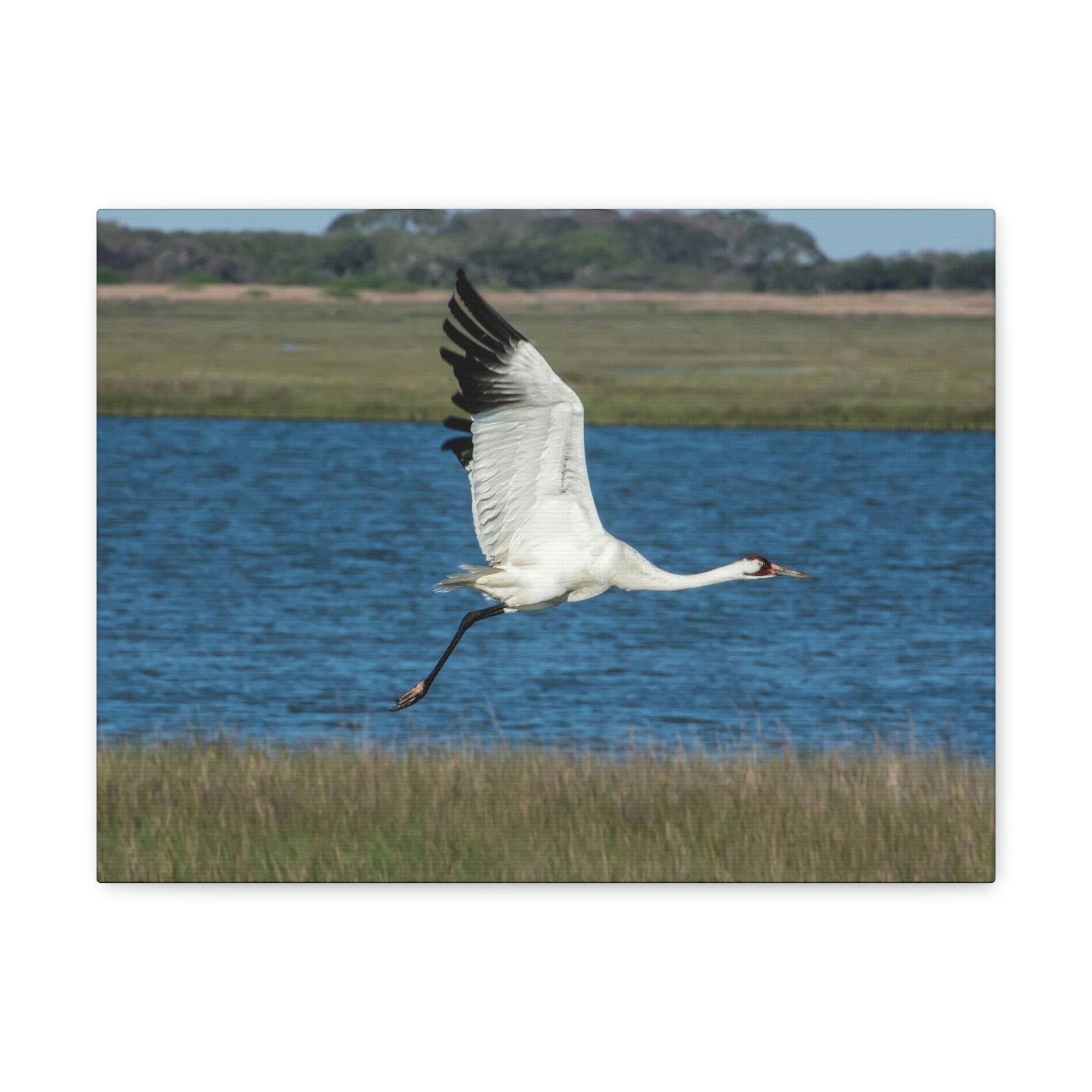 Scripture Walls Majestic Whooping Crane Art Majestic Whooping Crane Print Animal Wall Art Wildlife Canvas Prints Wall Art Ready to Hang Unframed-Express Your Love Gifts