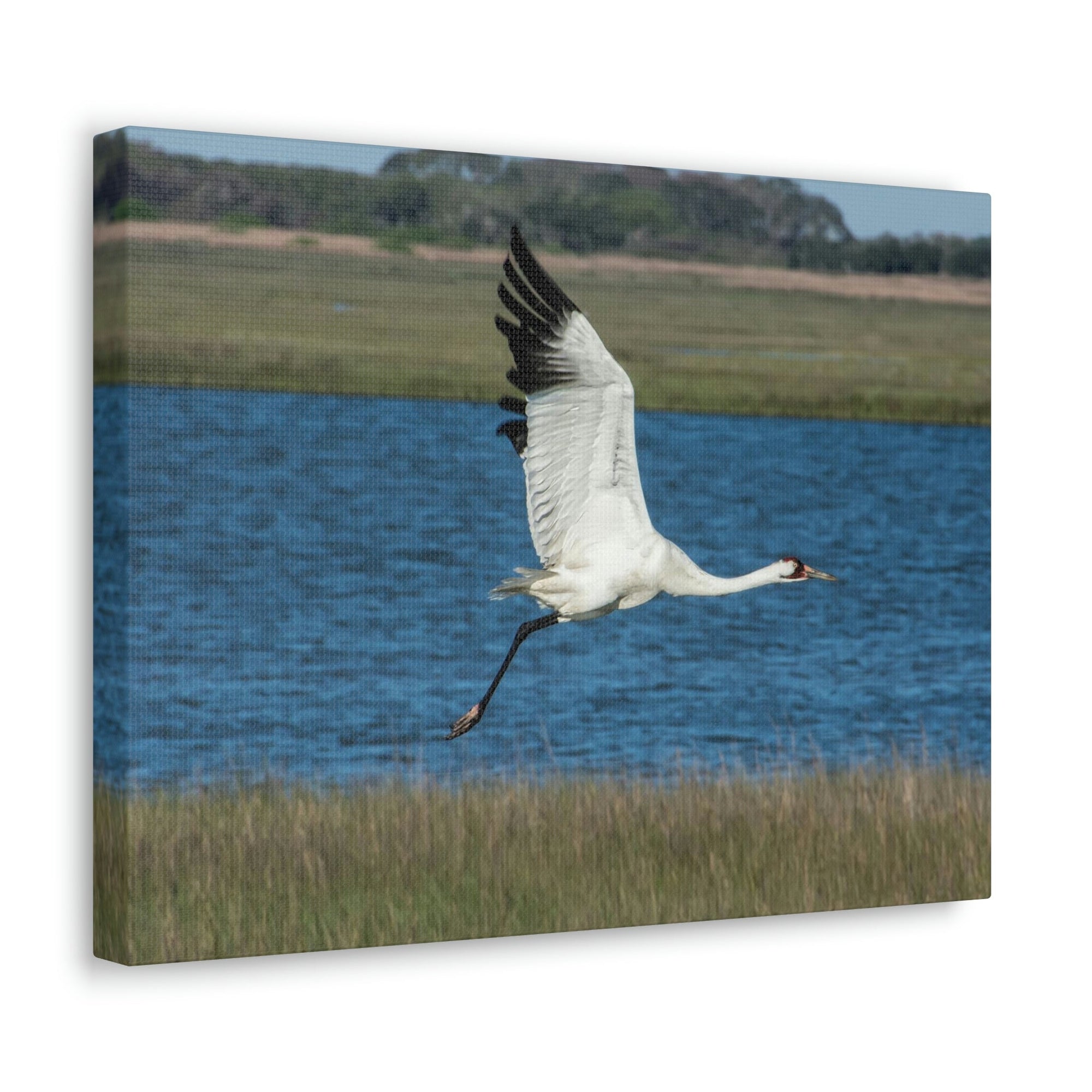 Scripture Walls Majestic Whooping Crane Art Majestic Whooping Crane Print Animal Wall Art Wildlife Canvas Prints Wall Art Ready to Hang Unframed-Express Your Love Gifts