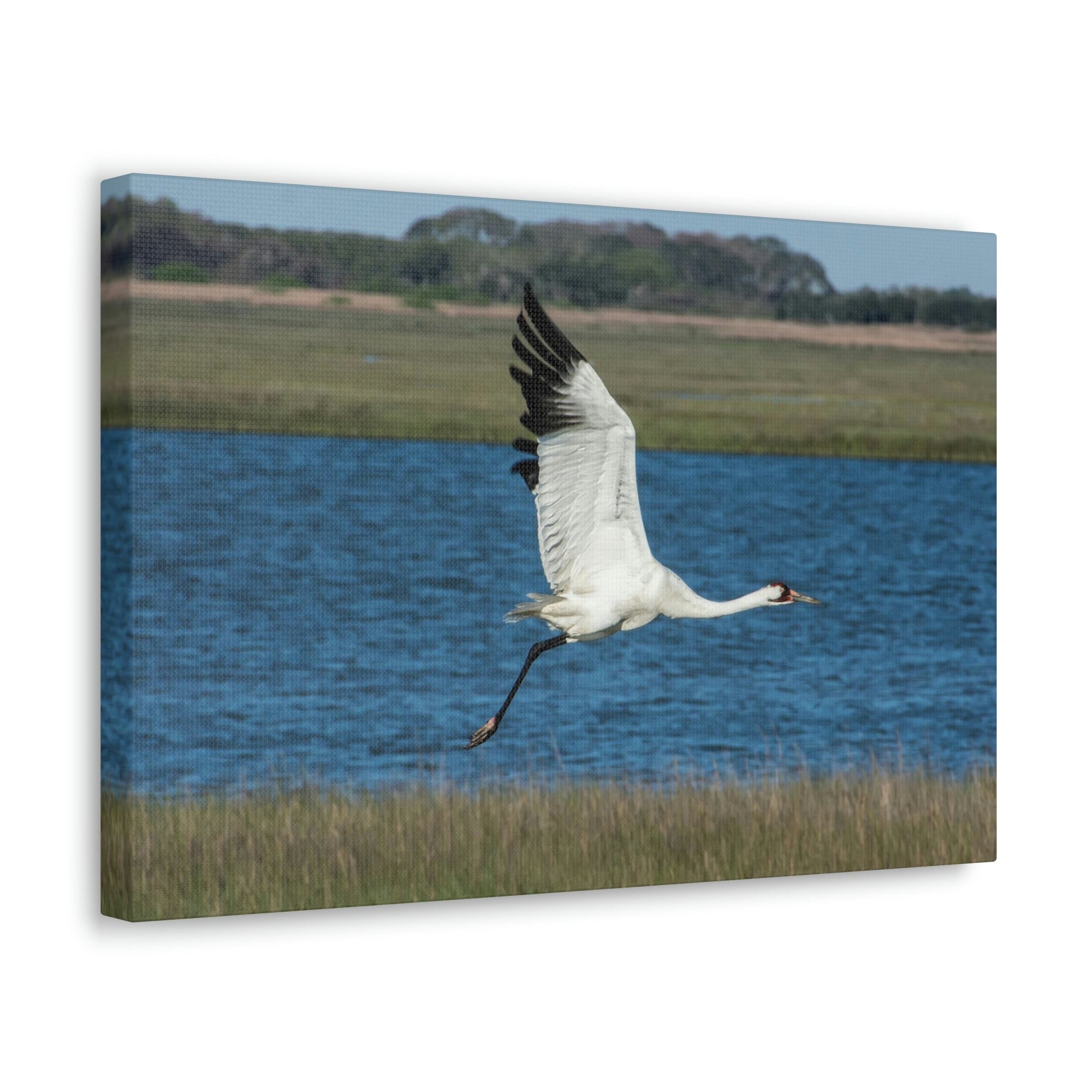 Scripture Walls Majestic Whooping Crane Art Majestic Whooping Crane Print Animal Wall Art Wildlife Canvas Prints Wall Art Ready to Hang Unframed-Express Your Love Gifts