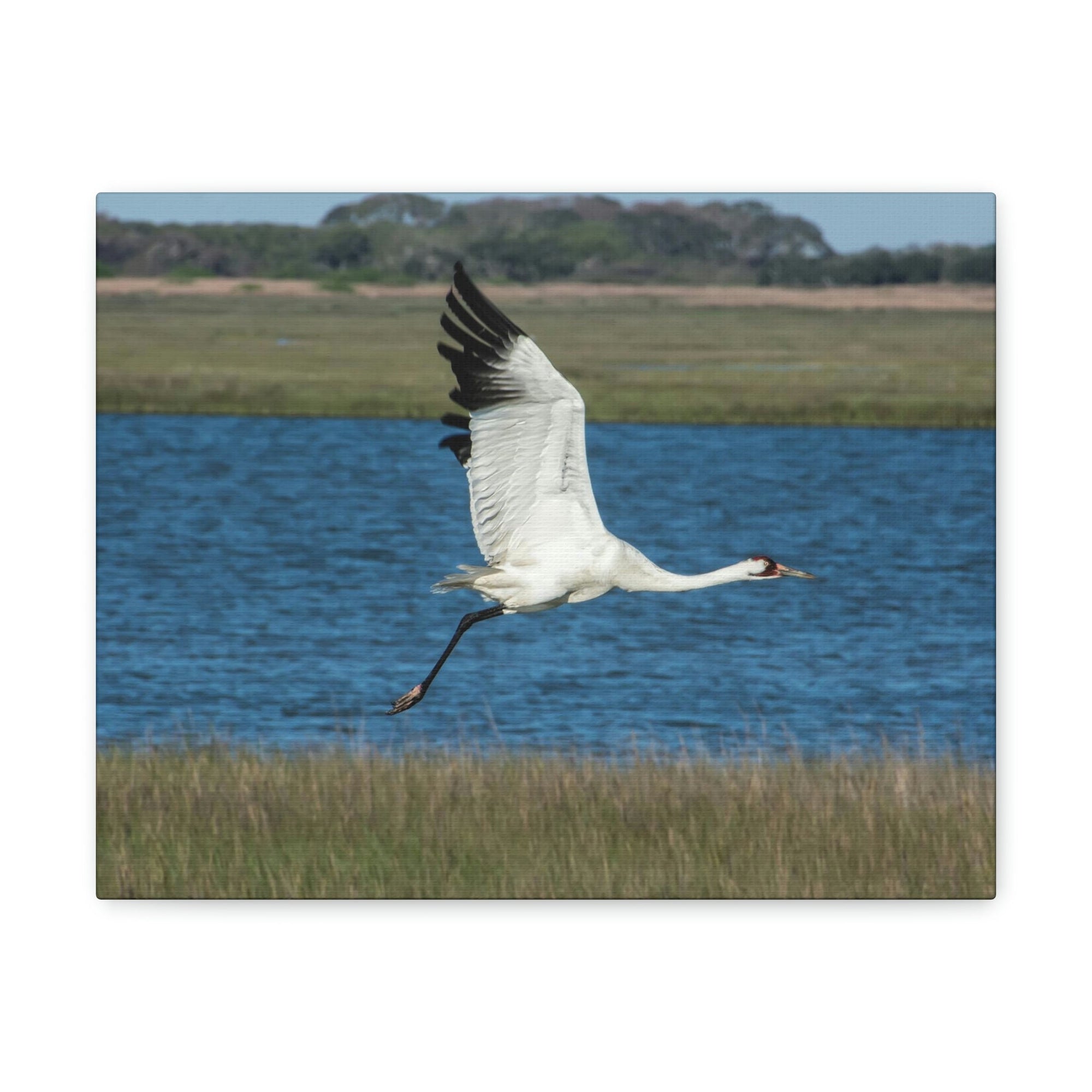 Scripture Walls Majestic Whooping Crane Art Majestic Whooping Crane Print Animal Wall Art Wildlife Canvas Prints Wall Art Ready to Hang Unframed-Express Your Love Gifts