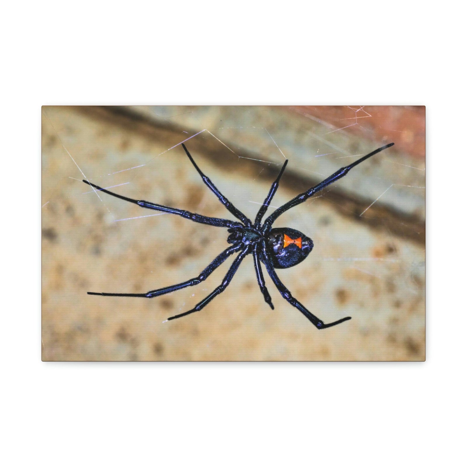 Scripture Walls Majestic Widow Spider Art Majestic Widow Spider Print Animal Wall Art Wildlife Canvas Prints Wall Art Ready to Hang Unframed-Express Your Love Gifts