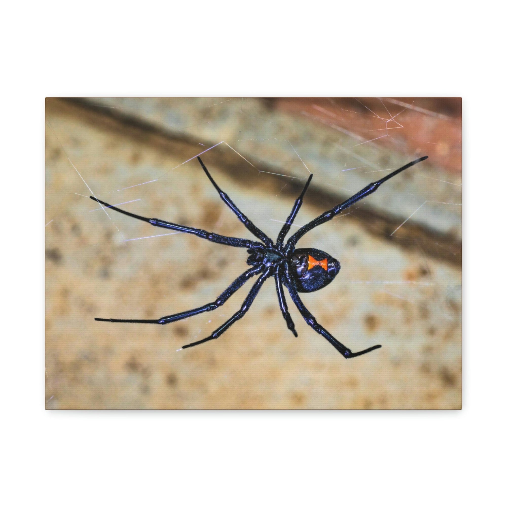 Scripture Walls Majestic Widow Spider Art Majestic Widow Spider Print Animal Wall Art Wildlife Canvas Prints Wall Art Ready to Hang Unframed-Express Your Love Gifts