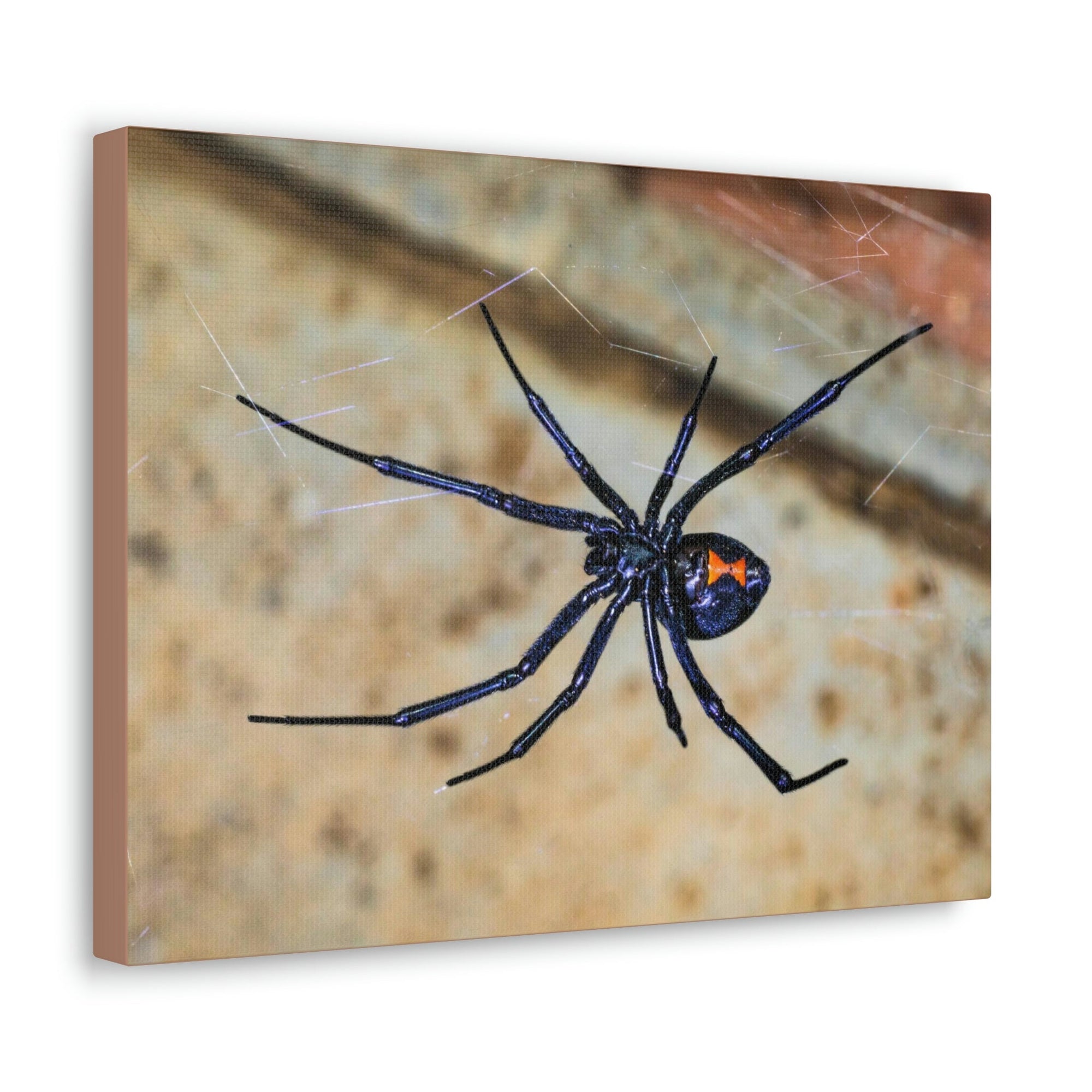 Scripture Walls Majestic Widow Spider Art Majestic Widow Spider Print Animal Wall Art Wildlife Canvas Prints Wall Art Ready to Hang Unframed-Express Your Love Gifts