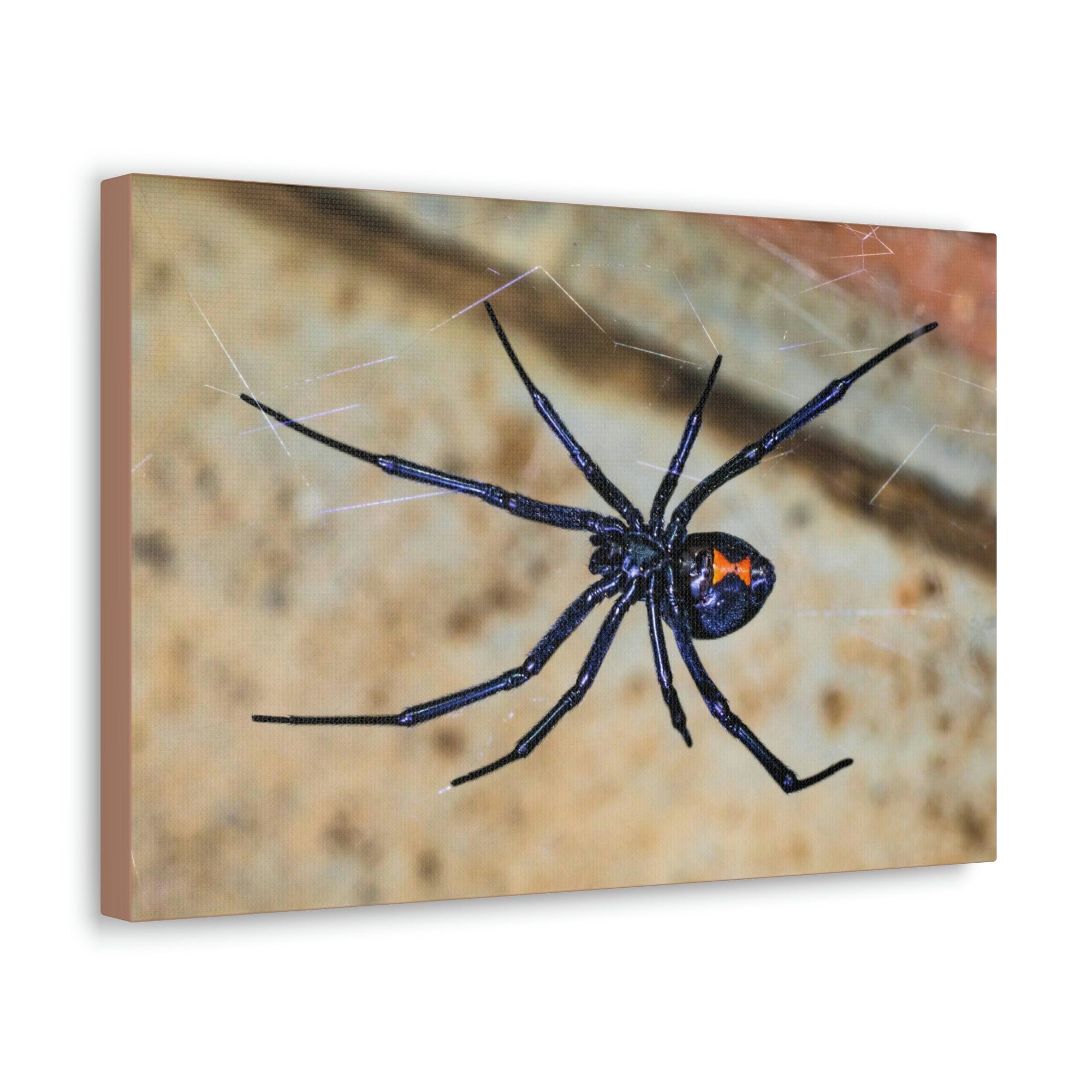 Scripture Walls Majestic Widow Spider Art Majestic Widow Spider Print Animal Wall Art Wildlife Canvas Prints Wall Art Ready to Hang Unframed-Express Your Love Gifts