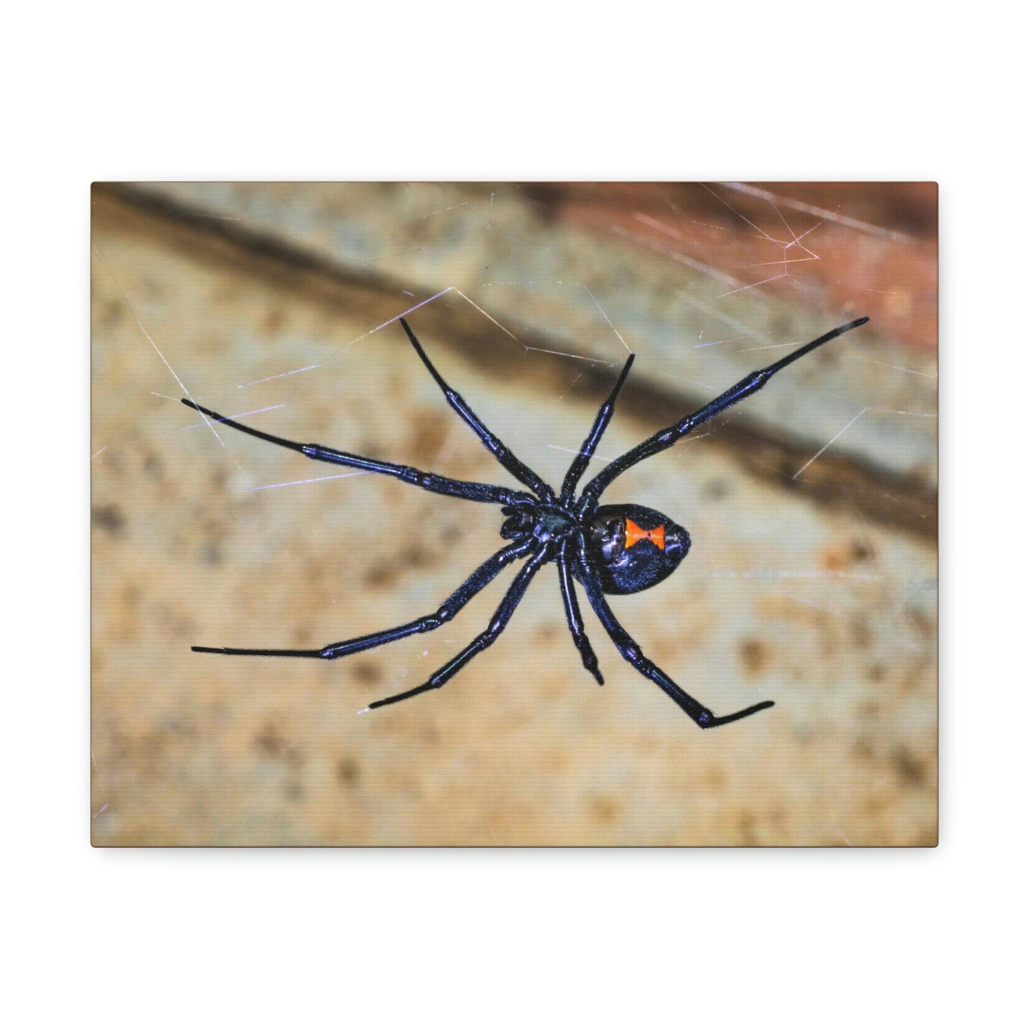 Scripture Walls Majestic Widow Spider Art Majestic Widow Spider Print Animal Wall Art Wildlife Canvas Prints Wall Art Ready to Hang Unframed-Express Your Love Gifts