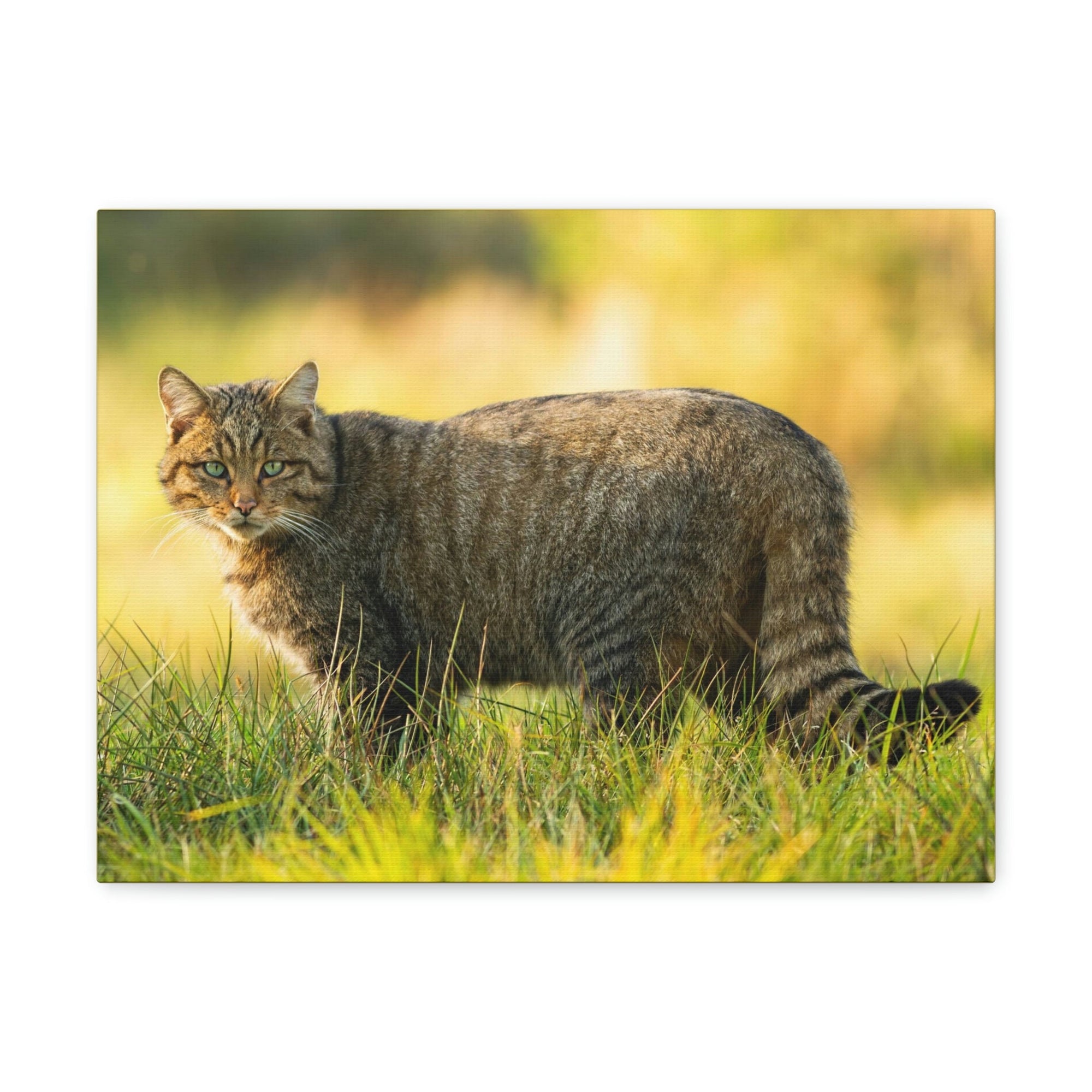 Scripture Walls Majestic Wildcat Art Majestic Wildcat Print Animal Wall Art Wildlife Canvas Prints Wall Art Ready to Hang Unframed-Express Your Love Gifts