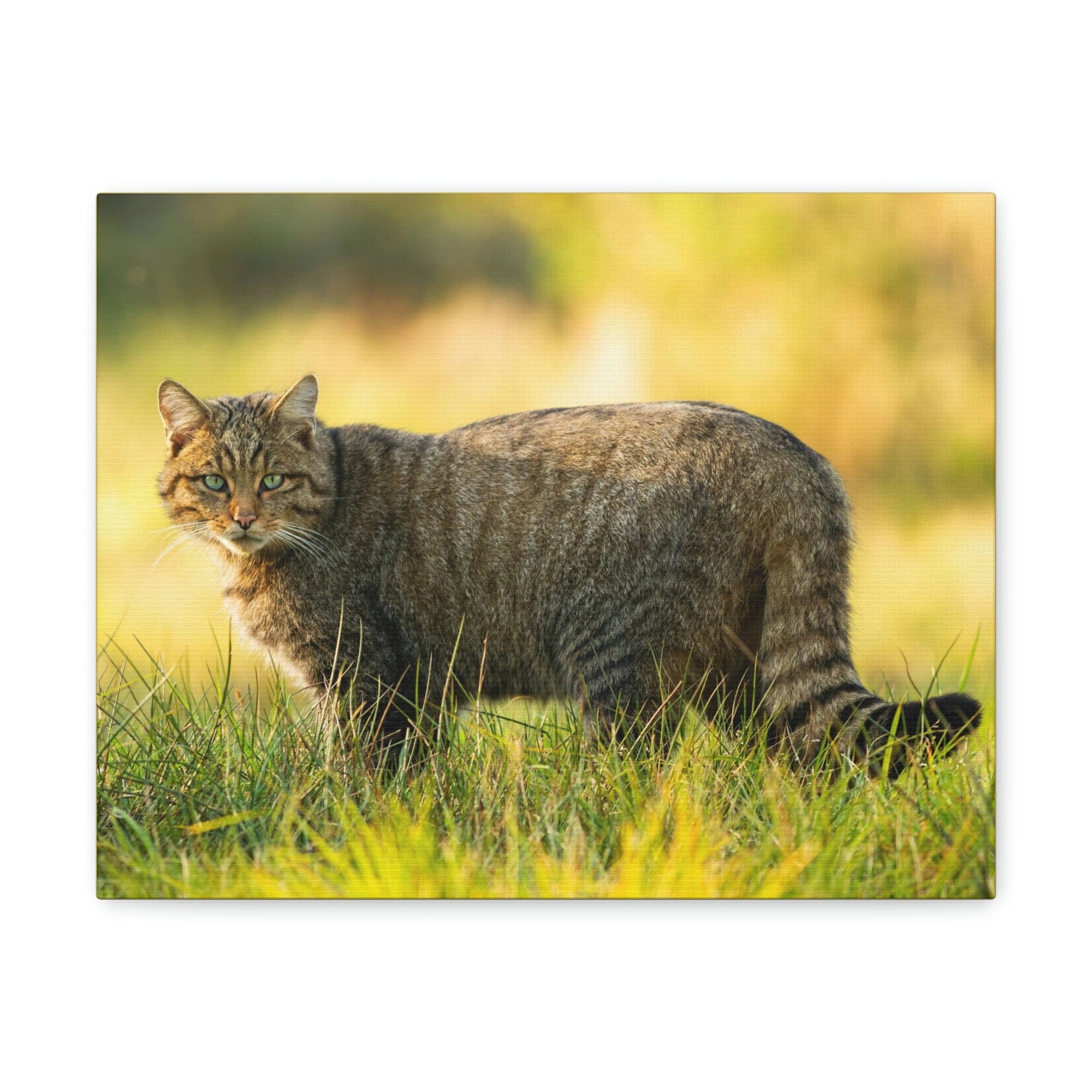 Scripture Walls Majestic Wildcat Art Majestic Wildcat Print Animal Wall Art Wildlife Canvas Prints Wall Art Ready to Hang Unframed-Express Your Love Gifts