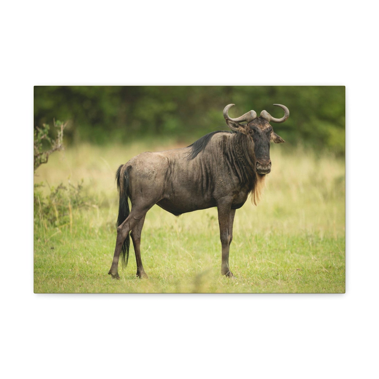 Scripture Walls Majestic Wildebeest Art Majestic Wildebeest Print Animal Wall Art Wildlife Canvas Prints Wall Art Ready to Hang Unframed-Express Your Love Gifts