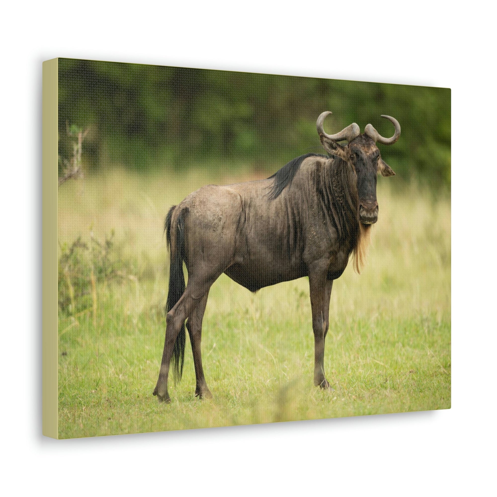 Scripture Walls Majestic Wildebeest Art Majestic Wildebeest Print Animal Wall Art Wildlife Canvas Prints Wall Art Ready to Hang Unframed-Express Your Love Gifts