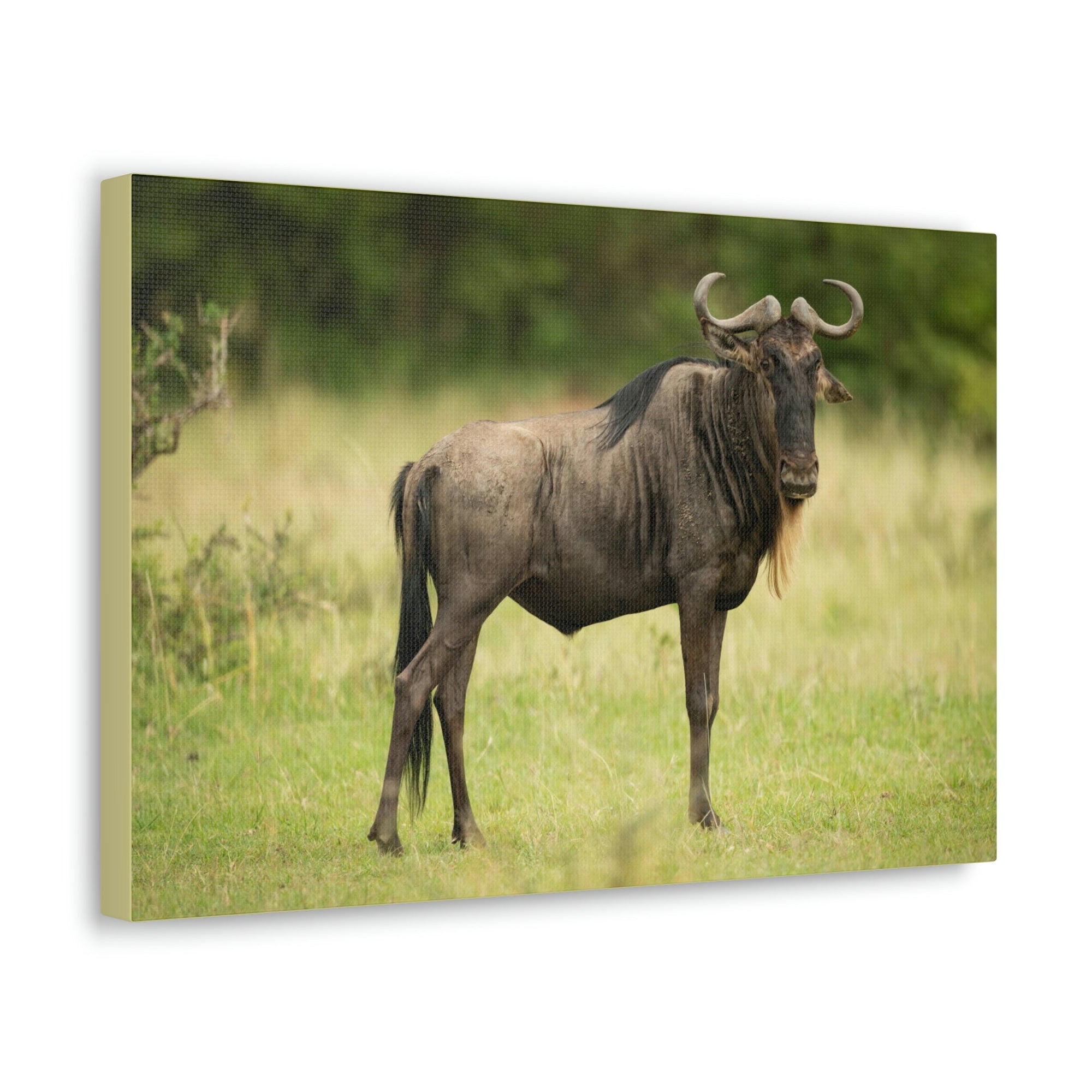 Scripture Walls Majestic Wildebeest Art Majestic Wildebeest Print Animal Wall Art Wildlife Canvas Prints Wall Art Ready to Hang Unframed-Express Your Love Gifts