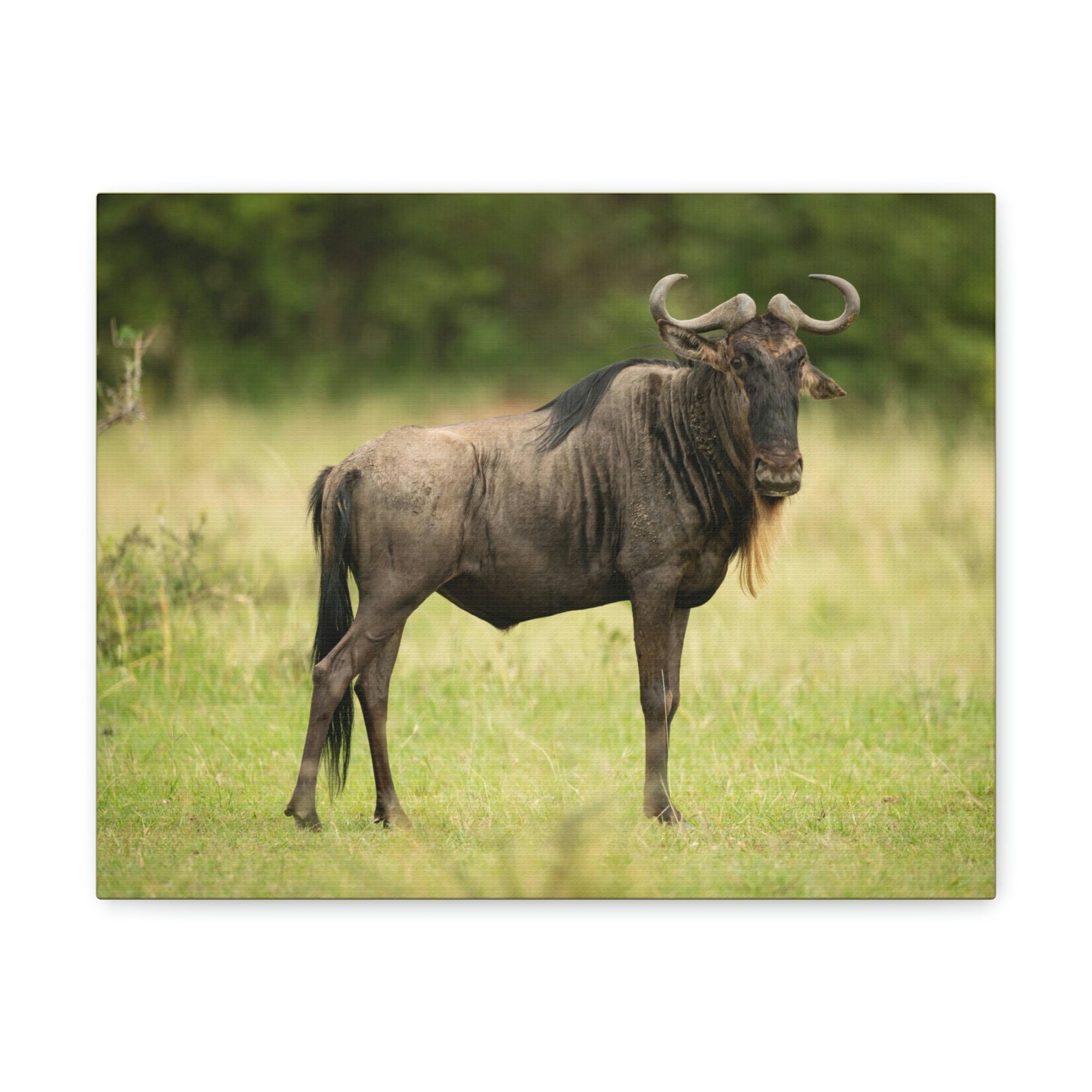 Scripture Walls Majestic Wildebeest Art Majestic Wildebeest Print Animal Wall Art Wildlife Canvas Prints Wall Art Ready to Hang Unframed-Express Your Love Gifts