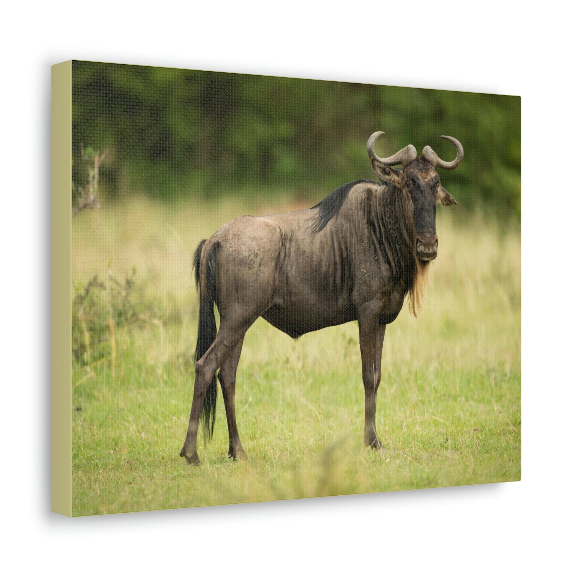 Scripture Walls Majestic Wildebeest Art Majestic Wildebeest Print Animal Wall Art Wildlife Canvas Prints Wall Art Ready to Hang Unframed-Express Your Love Gifts