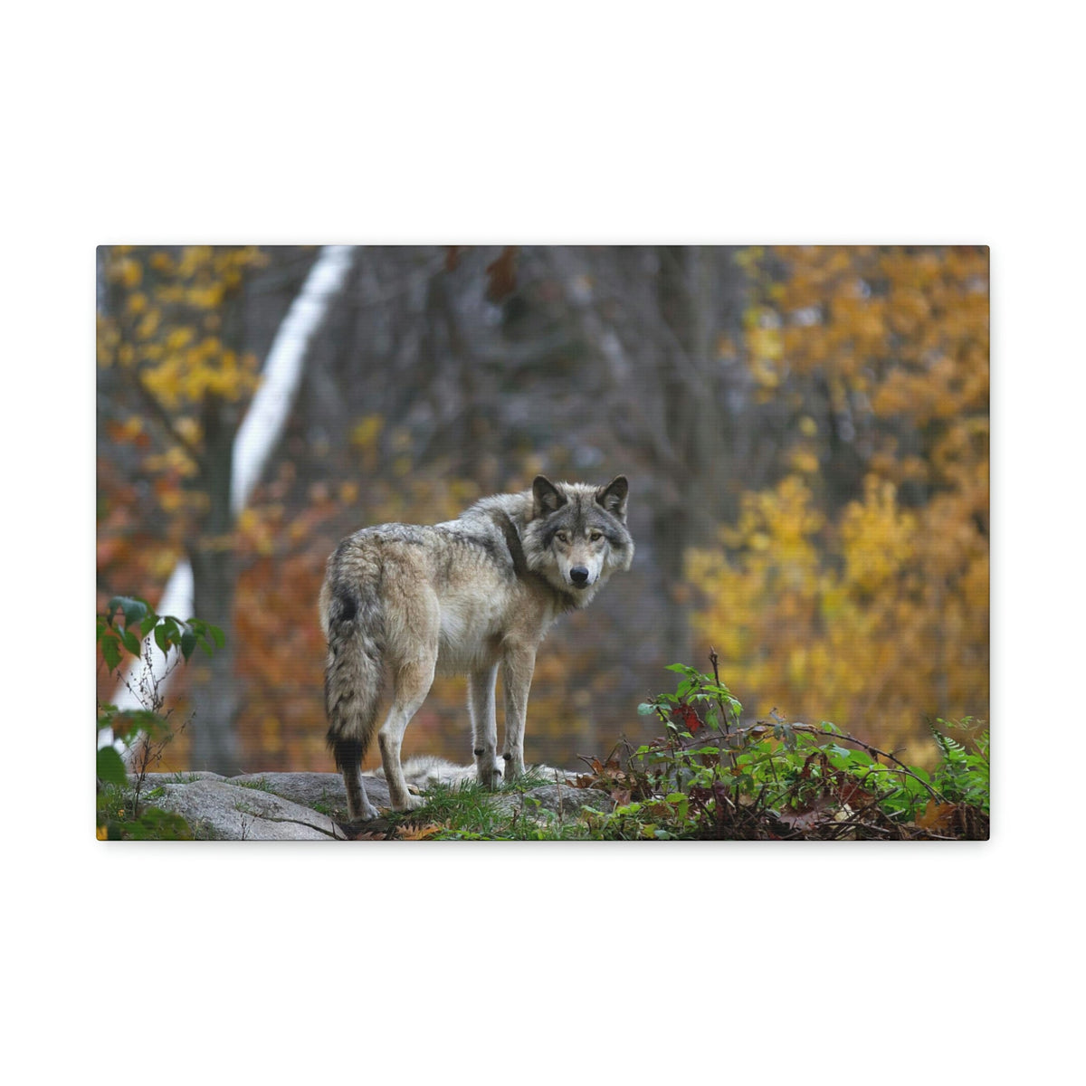 Scripture Walls Majestic Wolf Art Majestic Wolf Print Animal Wall Art Wildlife Canvas Prints Wall Art Ready to Hang Unframed-Express Your Love Gifts