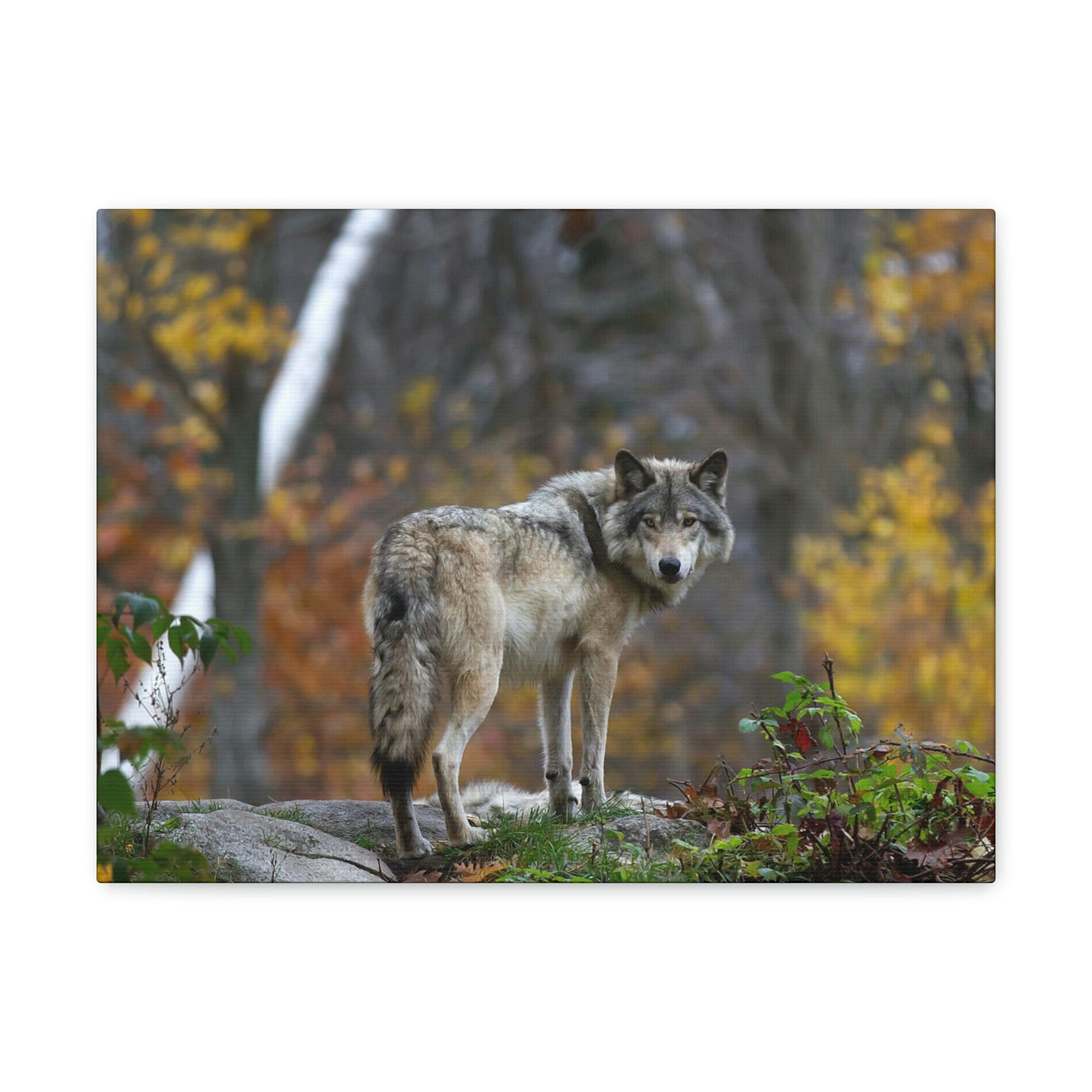 Scripture Walls Majestic Wolf Art Majestic Wolf Print Animal Wall Art Wildlife Canvas Prints Wall Art Ready to Hang Unframed-Express Your Love Gifts