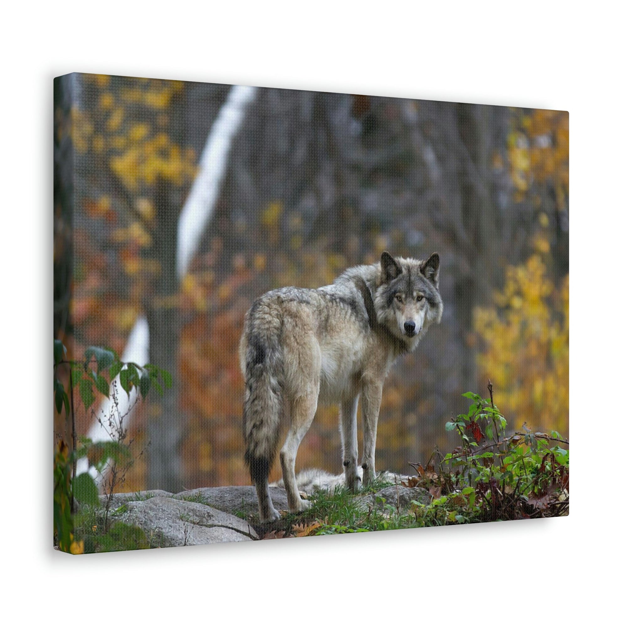 Scripture Walls Majestic Wolf Art Majestic Wolf Print Animal Wall Art Wildlife Canvas Prints Wall Art Ready to Hang Unframed-Express Your Love Gifts