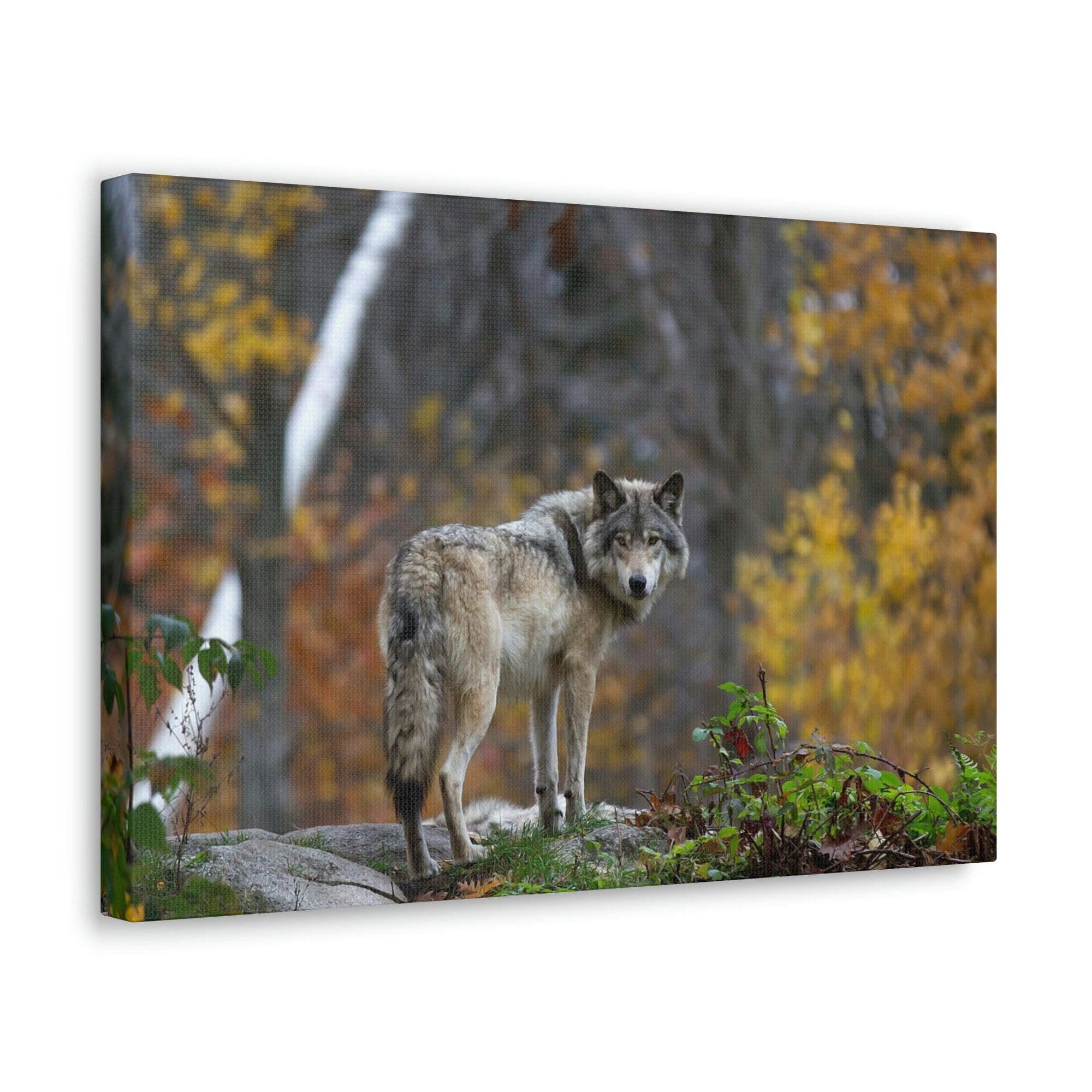 Scripture Walls Majestic Wolf Art Majestic Wolf Print Animal Wall Art Wildlife Canvas Prints Wall Art Ready to Hang Unframed-Express Your Love Gifts