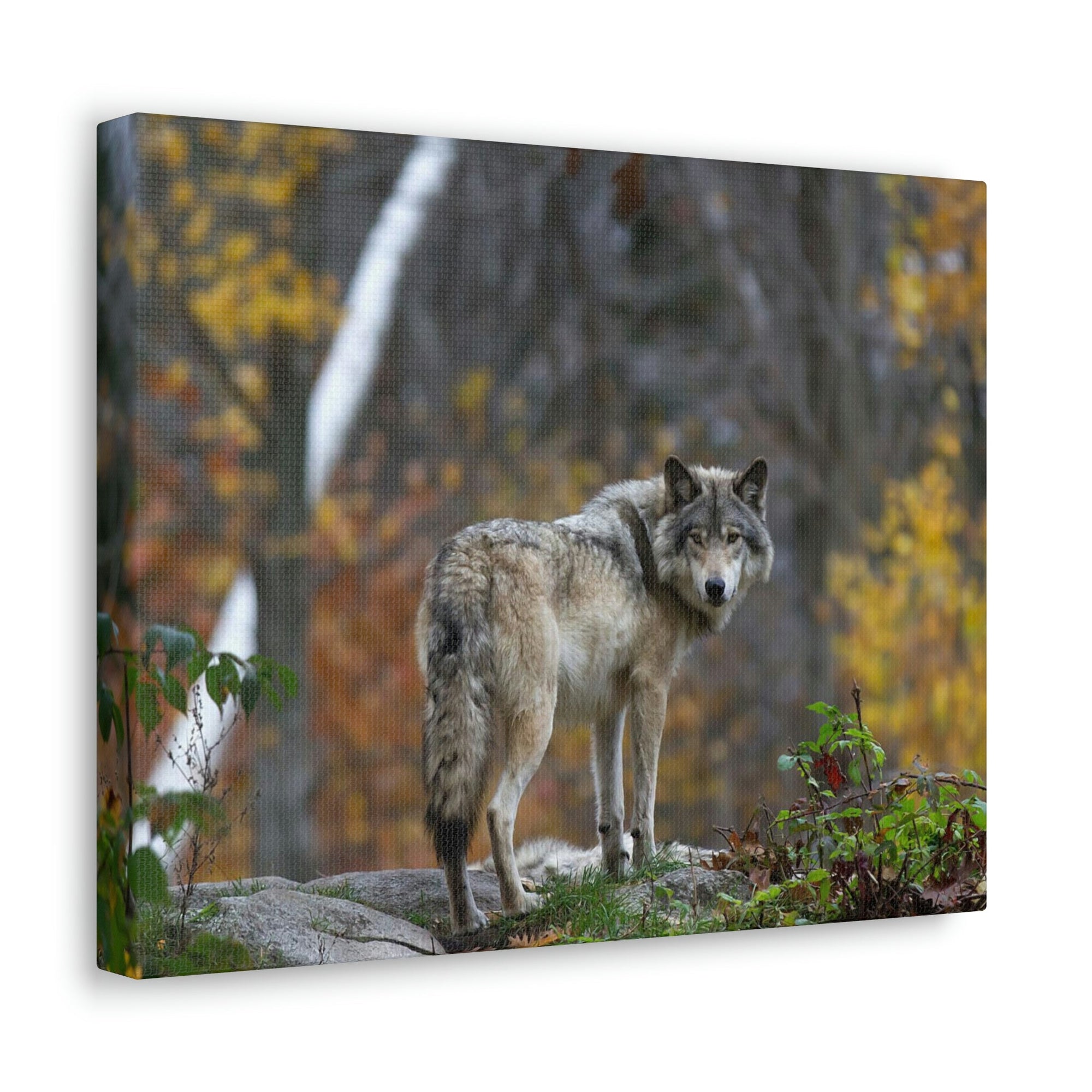 Scripture Walls Majestic Wolf Art Majestic Wolf Print Animal Wall Art Wildlife Canvas Prints Wall Art Ready to Hang Unframed-Express Your Love Gifts