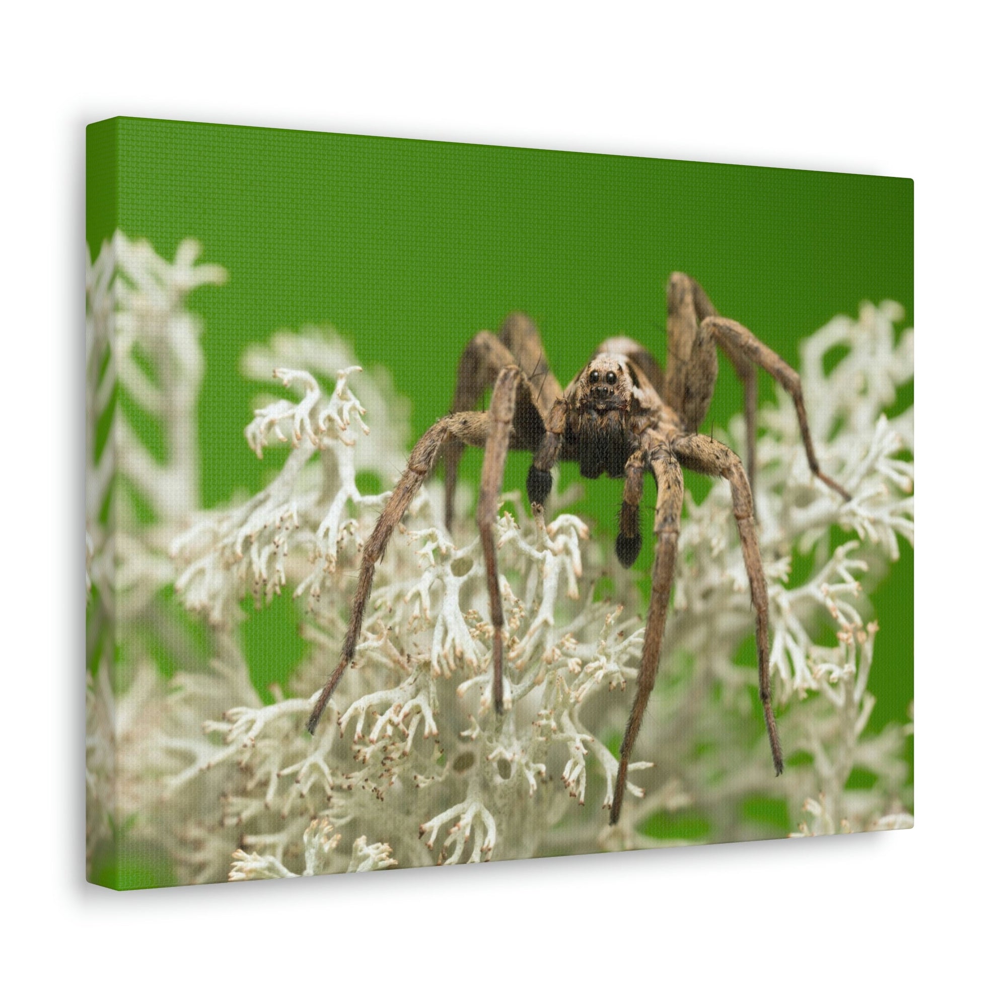 Scripture Walls Majestic Wolf Spider Art Majestic Wolf Spider Print Animal Wall Art Wildlife Canvas Prints Wall Art Ready to Hang Unframed-Express Your Love Gifts