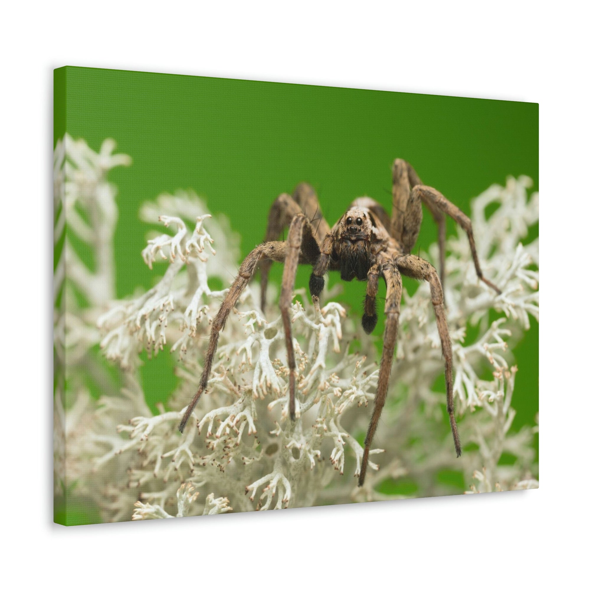 Scripture Walls Majestic Wolf Spider Art Majestic Wolf Spider Print Animal Wall Art Wildlife Canvas Prints Wall Art Ready to Hang Unframed-Express Your Love Gifts