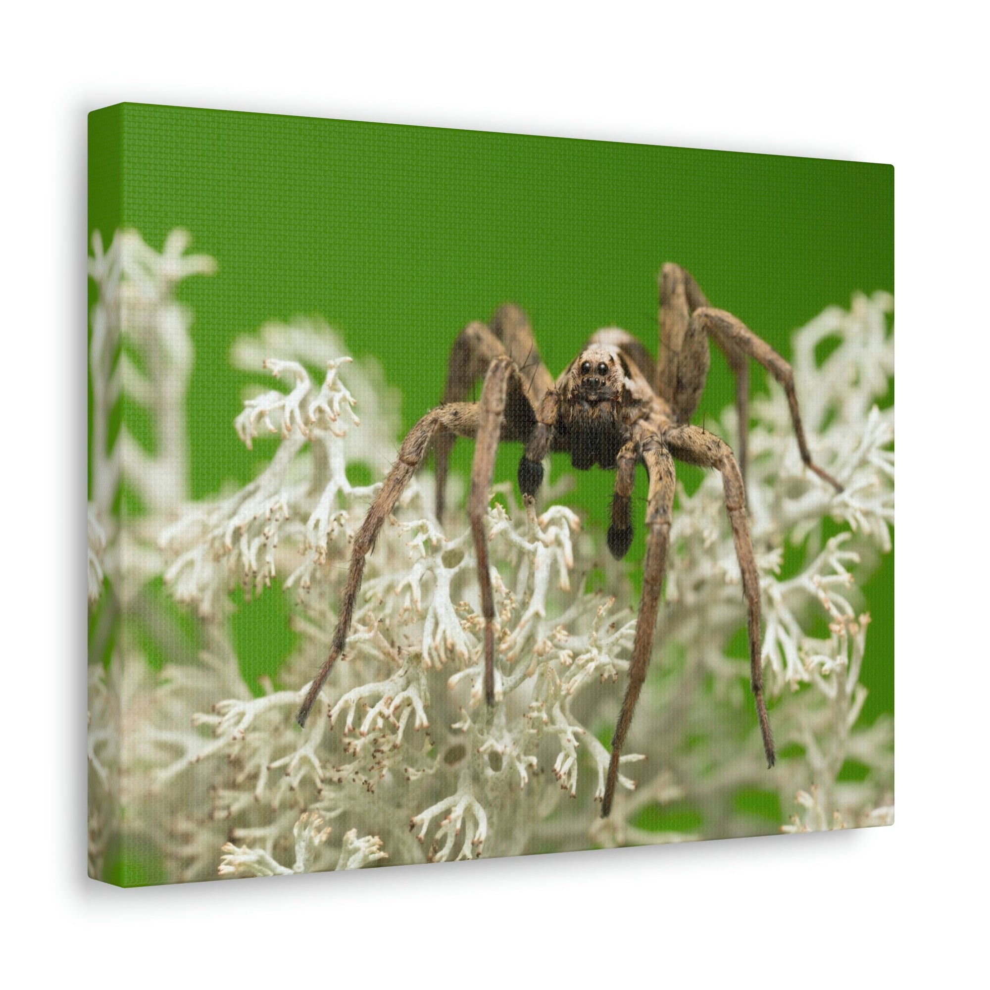 Scripture Walls Majestic Wolf Spider Art Majestic Wolf Spider Print Animal Wall Art Wildlife Canvas Prints Wall Art Ready to Hang Unframed-Express Your Love Gifts