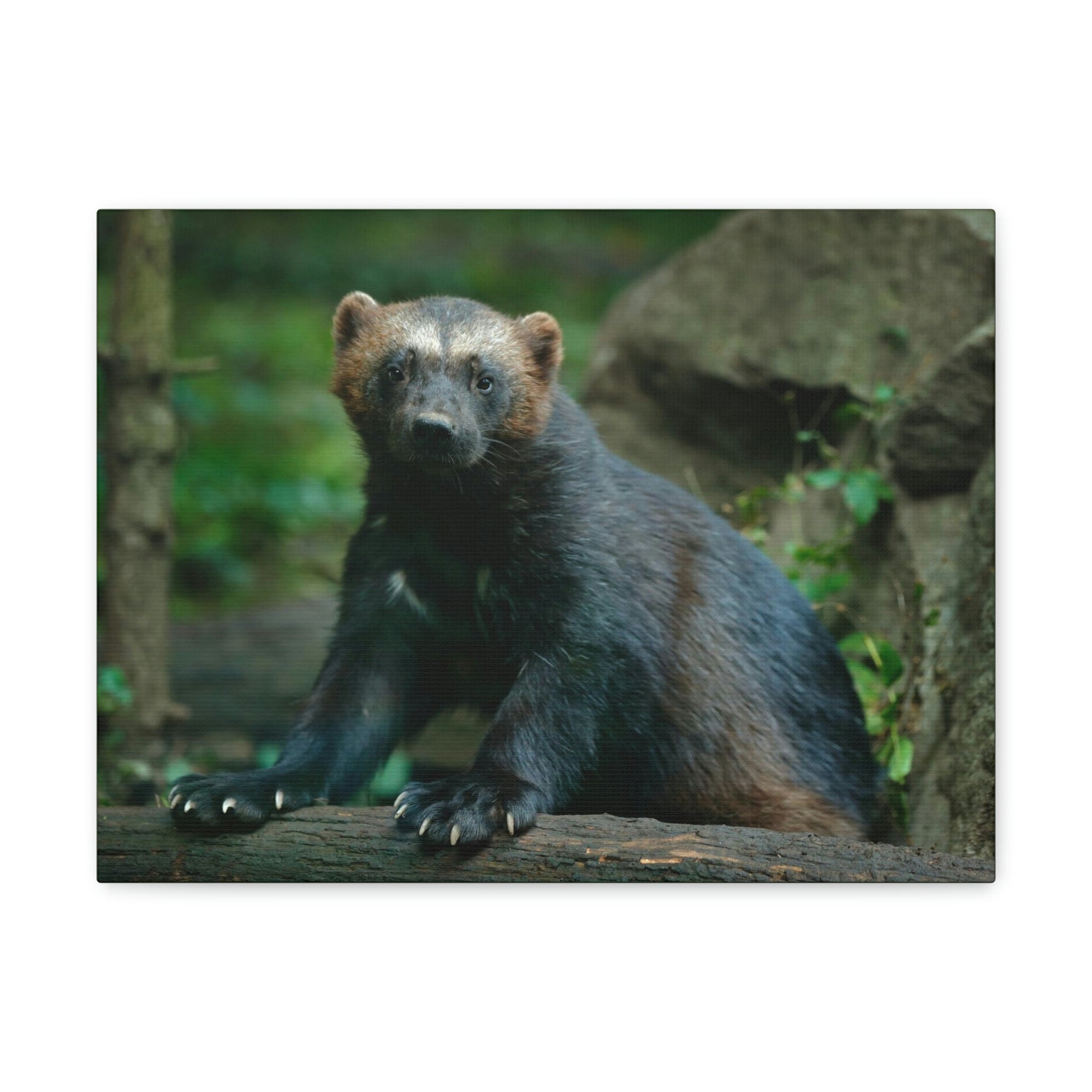 Scripture Walls Majestic Wolverine Art Majestic Wolverine Print Animal Wall Art Wildlife Canvas Prints Wall Art Ready to Hang Unframed-Express Your Love Gifts