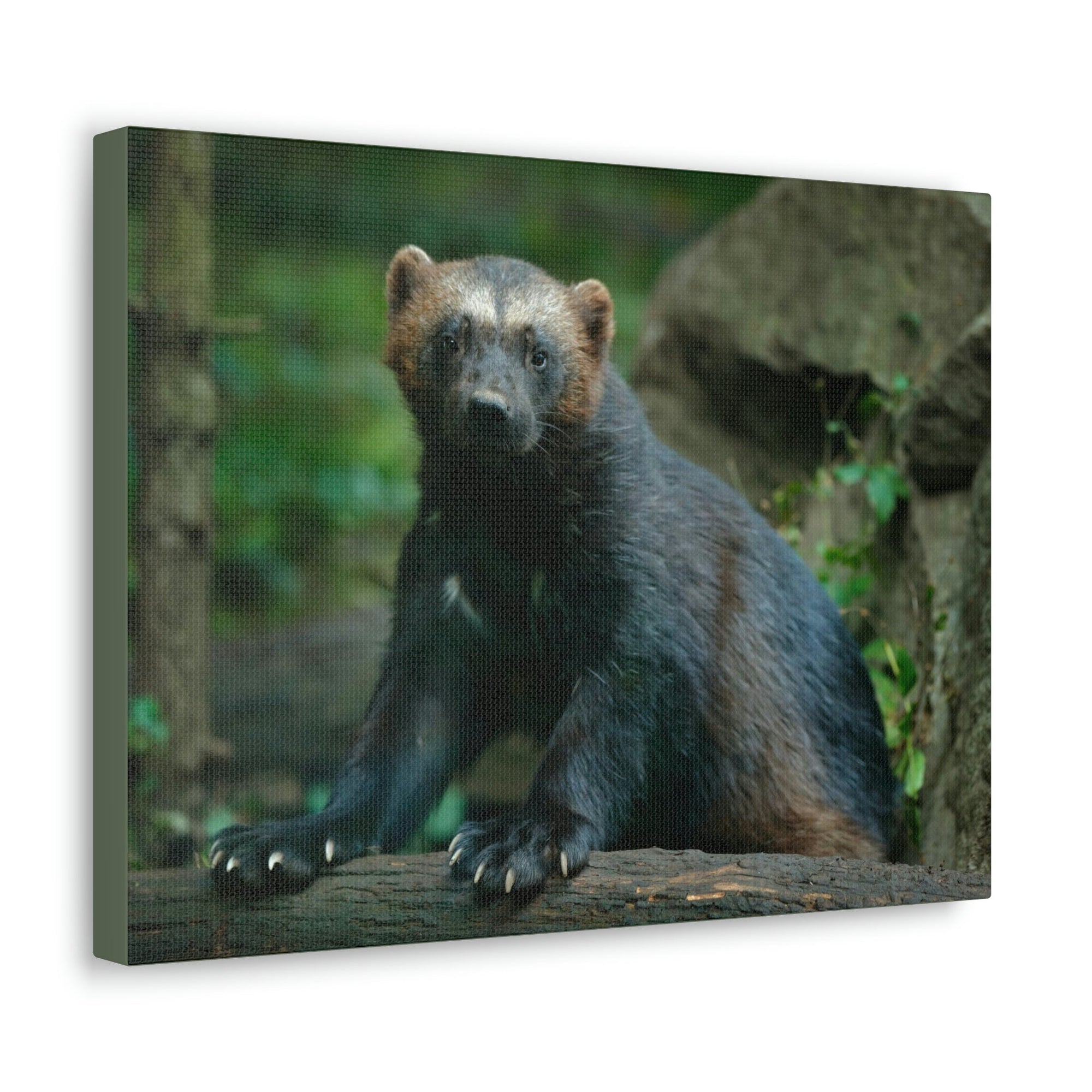 Scripture Walls Majestic Wolverine Art Majestic Wolverine Print Animal Wall Art Wildlife Canvas Prints Wall Art Ready to Hang Unframed-Express Your Love Gifts