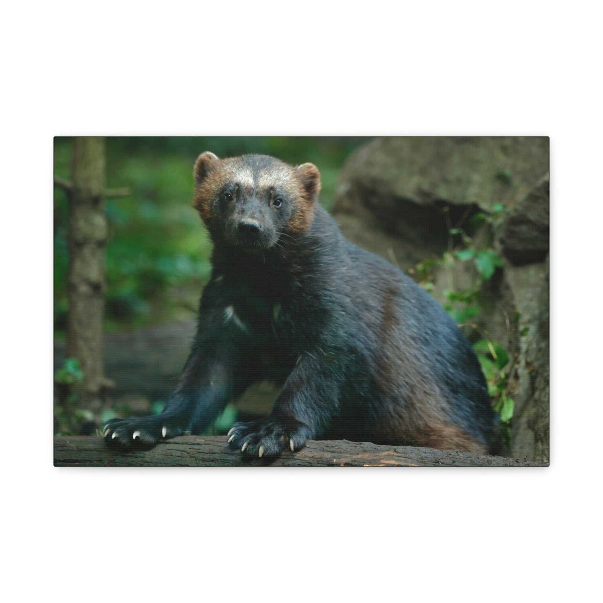 Scripture Walls Majestic Wolverine Art Majestic Wolverine Print Animal Wall Art Wildlife Canvas Prints Wall Art Ready to Hang Unframed-Express Your Love Gifts