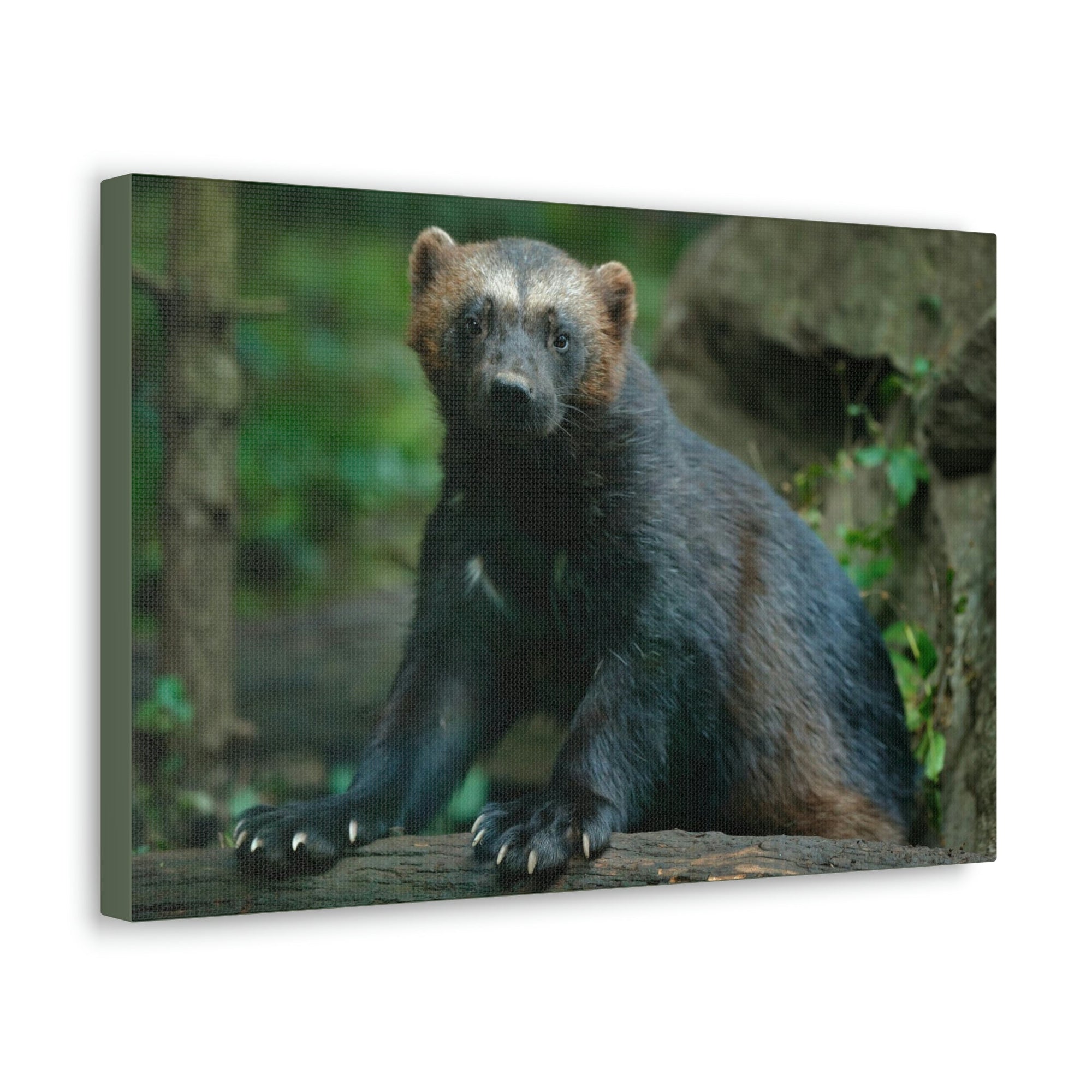 Scripture Walls Majestic Wolverine Art Majestic Wolverine Print Animal Wall Art Wildlife Canvas Prints Wall Art Ready to Hang Unframed-Express Your Love Gifts