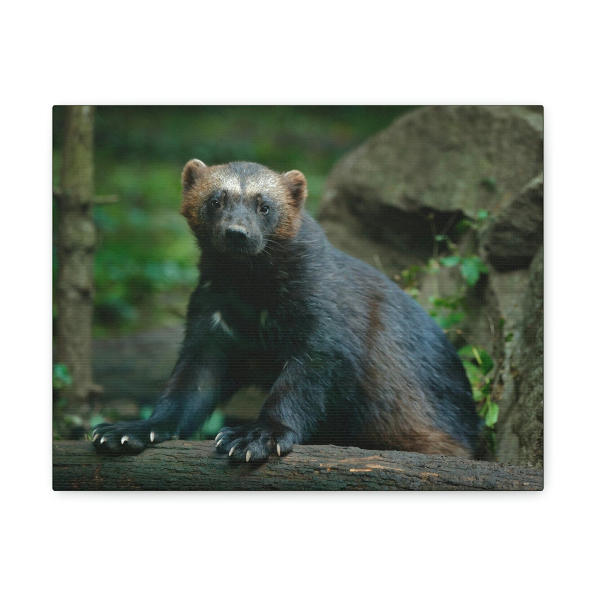 Scripture Walls Majestic Wolverine Art Majestic Wolverine Print Animal Wall Art Wildlife Canvas Prints Wall Art Ready to Hang Unframed-Express Your Love Gifts