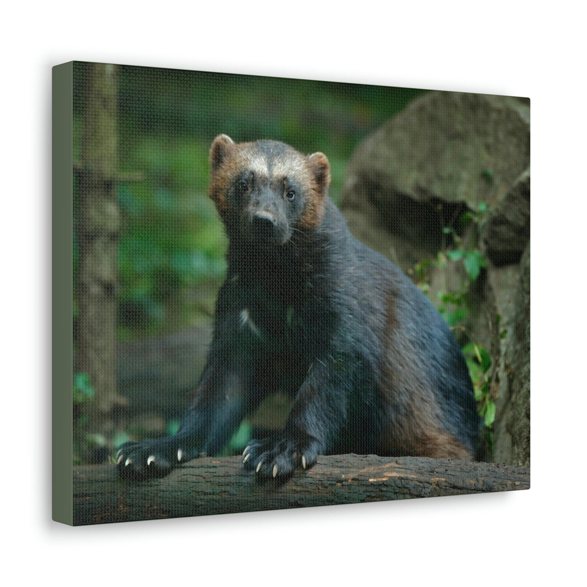 Scripture Walls Majestic Wolverine Art Majestic Wolverine Print Animal Wall Art Wildlife Canvas Prints Wall Art Ready to Hang Unframed-Express Your Love Gifts