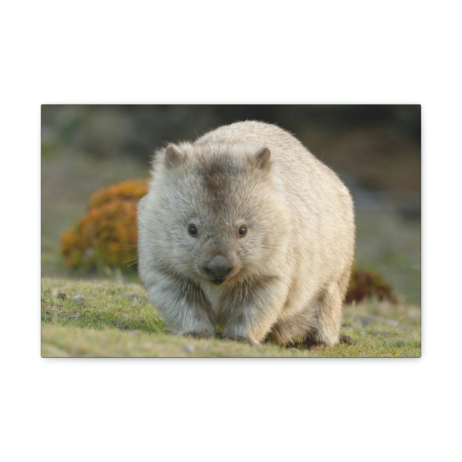 Scripture Walls Majestic Wombat Art Majestic Wombat Print Animal Wall Art Wildlife Canvas Prints Wall Art Ready to Hang Unframed-Express Your Love Gifts