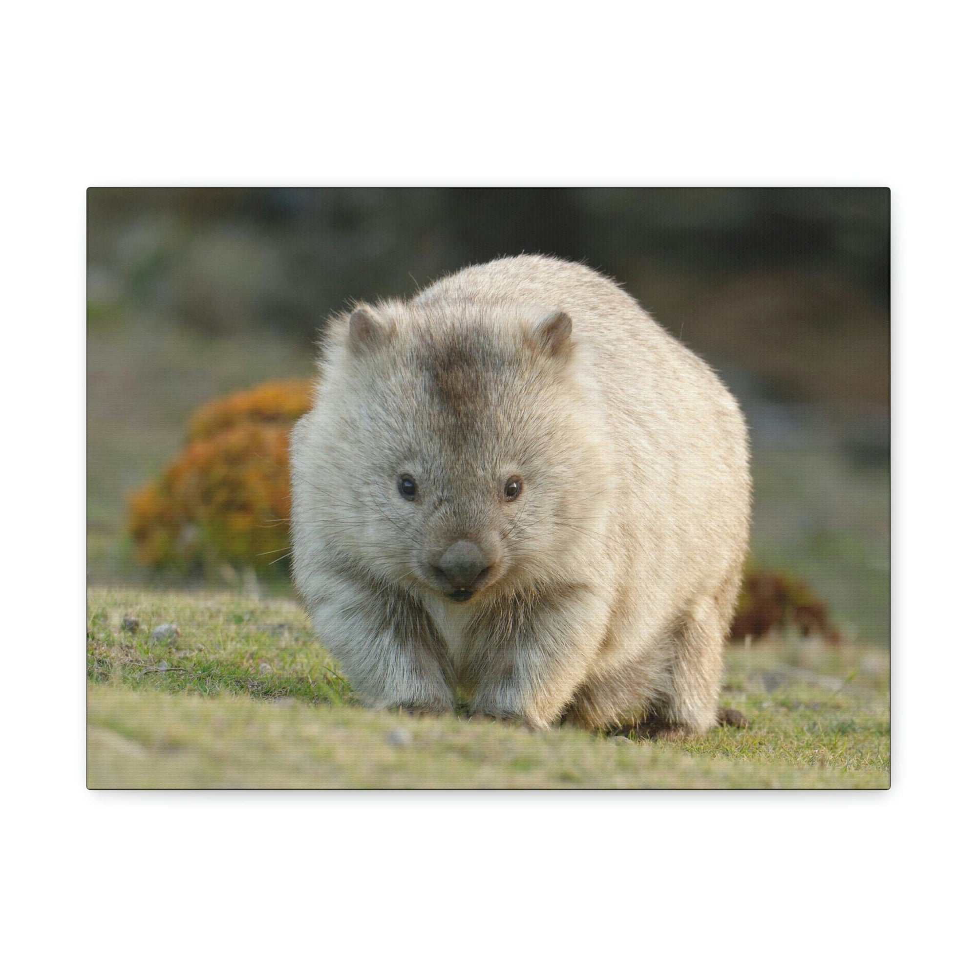 Scripture Walls Majestic Wombat Art Majestic Wombat Print Animal Wall Art Wildlife Canvas Prints Wall Art Ready to Hang Unframed-Express Your Love Gifts