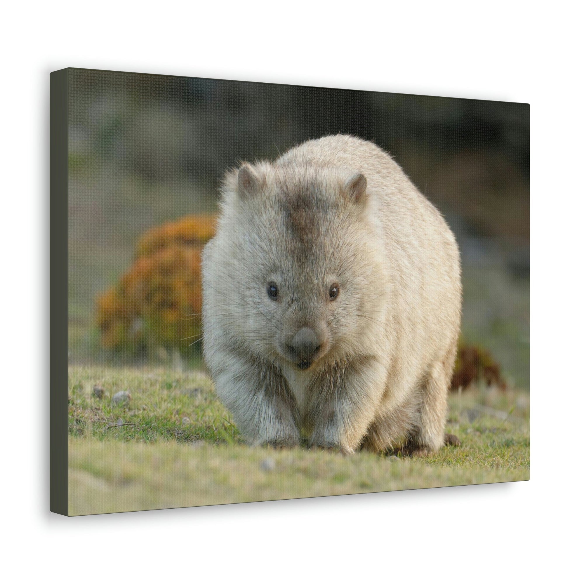 Scripture Walls Majestic Wombat Art Majestic Wombat Print Animal Wall Art Wildlife Canvas Prints Wall Art Ready to Hang Unframed-Express Your Love Gifts