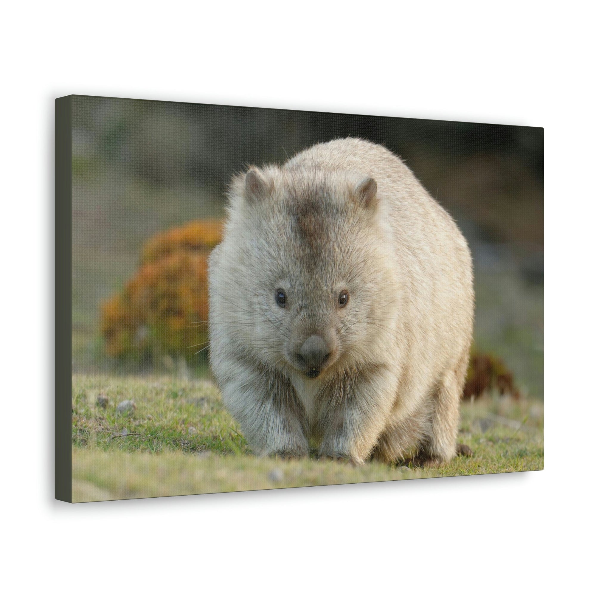 Scripture Walls Majestic Wombat Art Majestic Wombat Print Animal Wall Art Wildlife Canvas Prints Wall Art Ready to Hang Unframed-Express Your Love Gifts