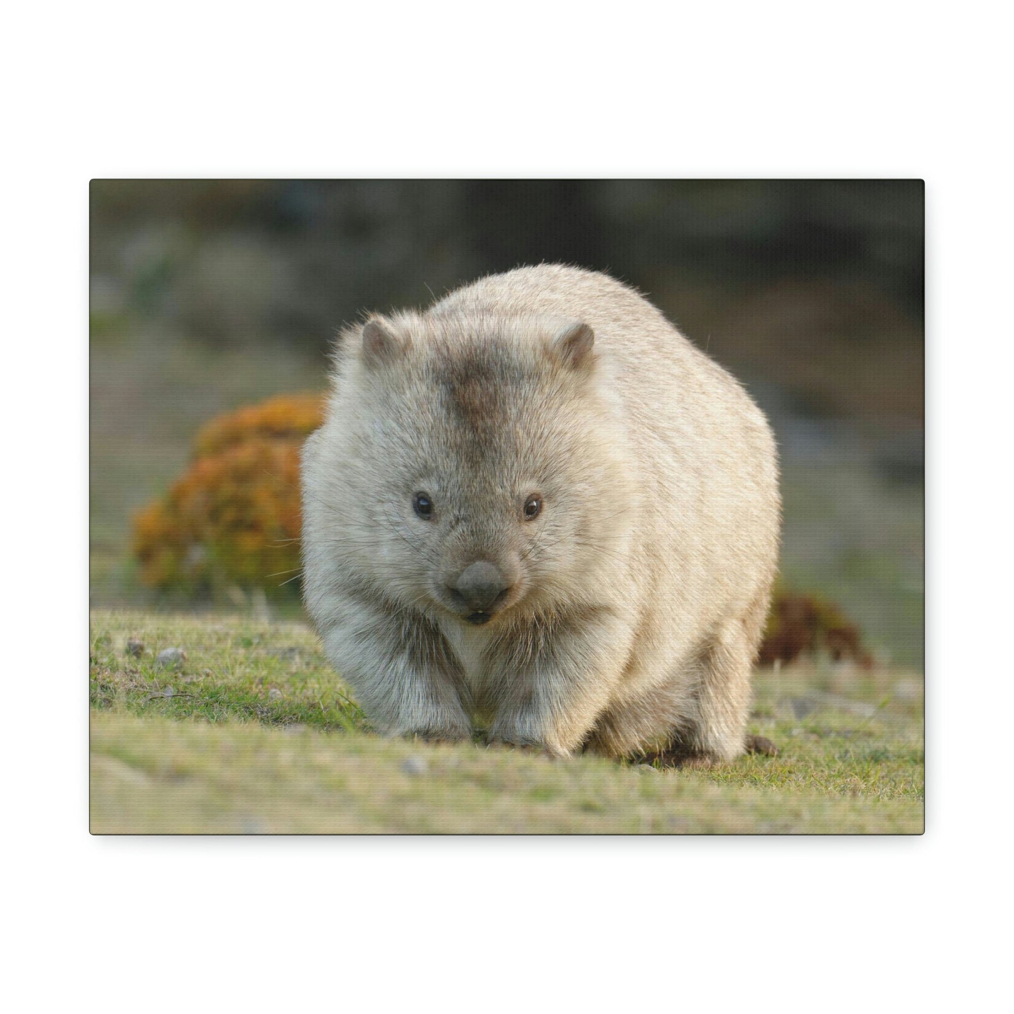 Scripture Walls Majestic Wombat Art Majestic Wombat Print Animal Wall Art Wildlife Canvas Prints Wall Art Ready to Hang Unframed-Express Your Love Gifts