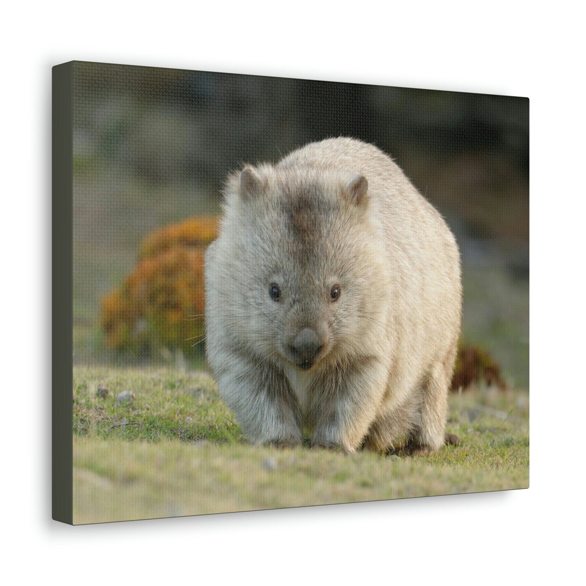 Scripture Walls Majestic Wombat Art Majestic Wombat Print Animal Wall Art Wildlife Canvas Prints Wall Art Ready to Hang Unframed-Express Your Love Gifts