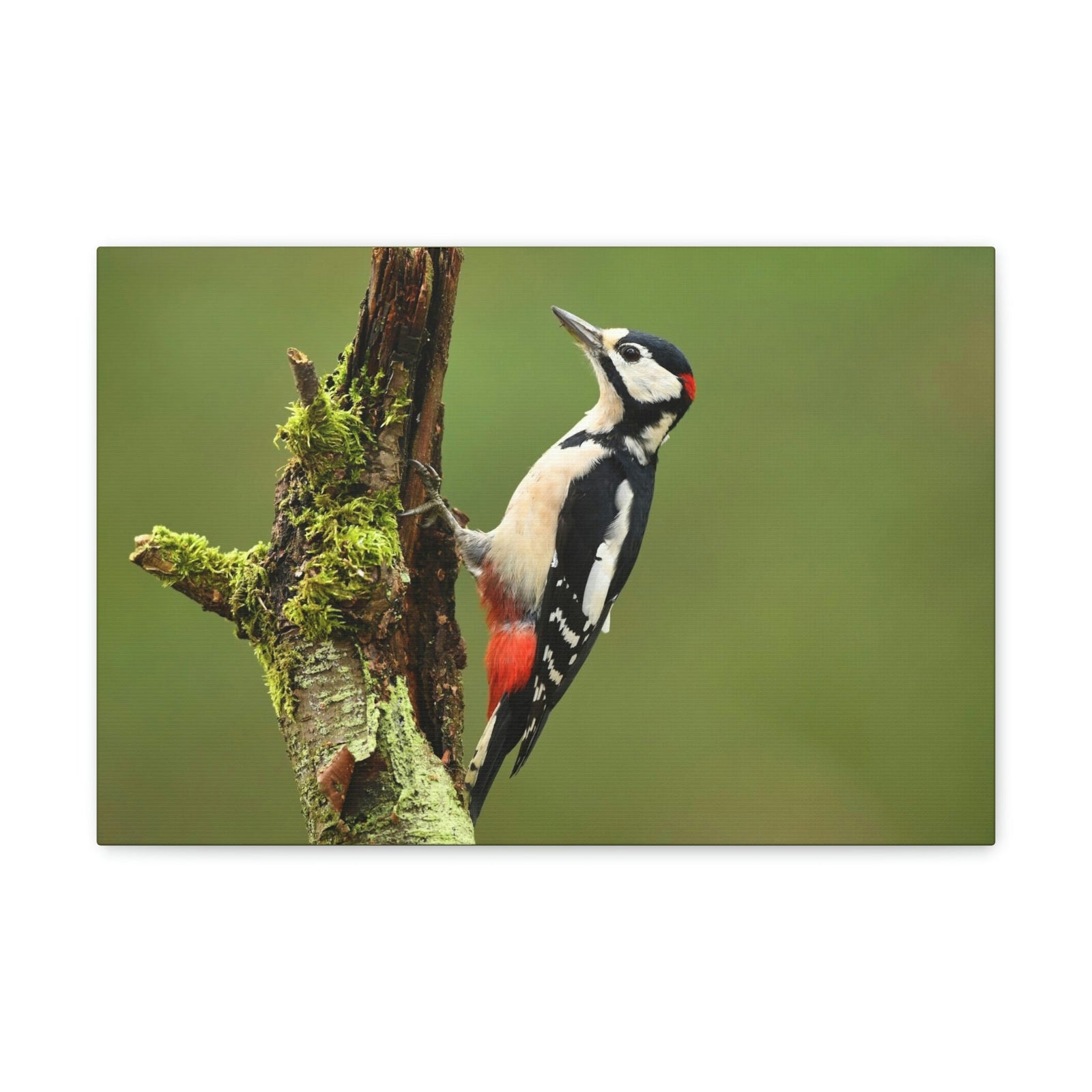 Scripture Walls Majestic Woodpecker Art Majestic Woodpecker Print Animal Wall Art Wildlife Canvas Prints Wall Art Ready to Hang Unframed-Express Your Love Gifts